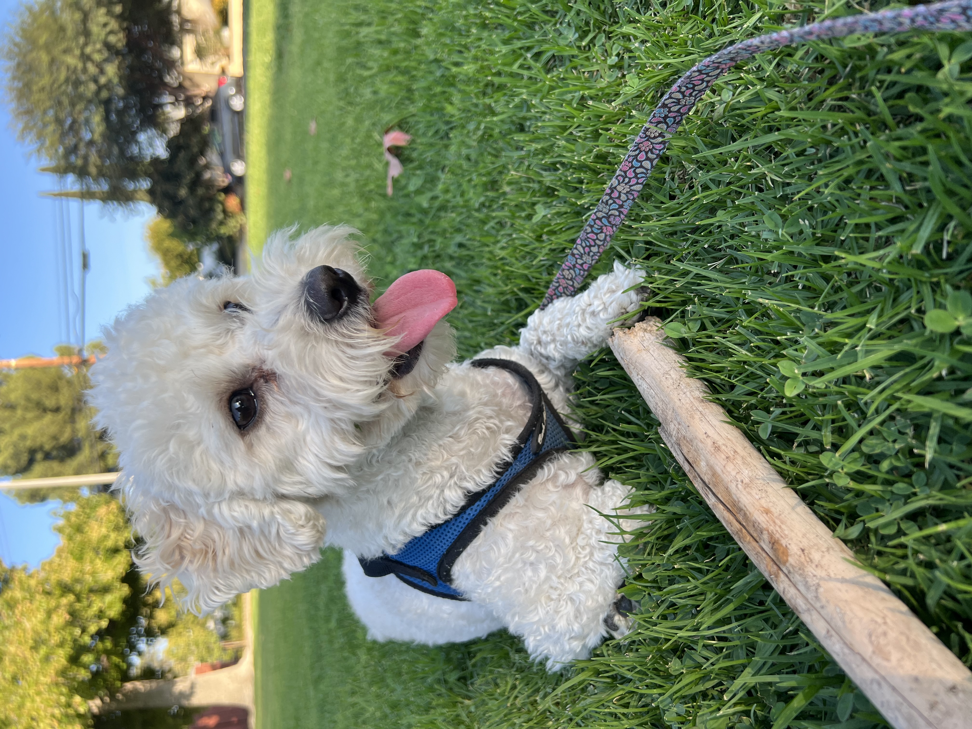 a picture of Bruin  a dog that needs a foster home.