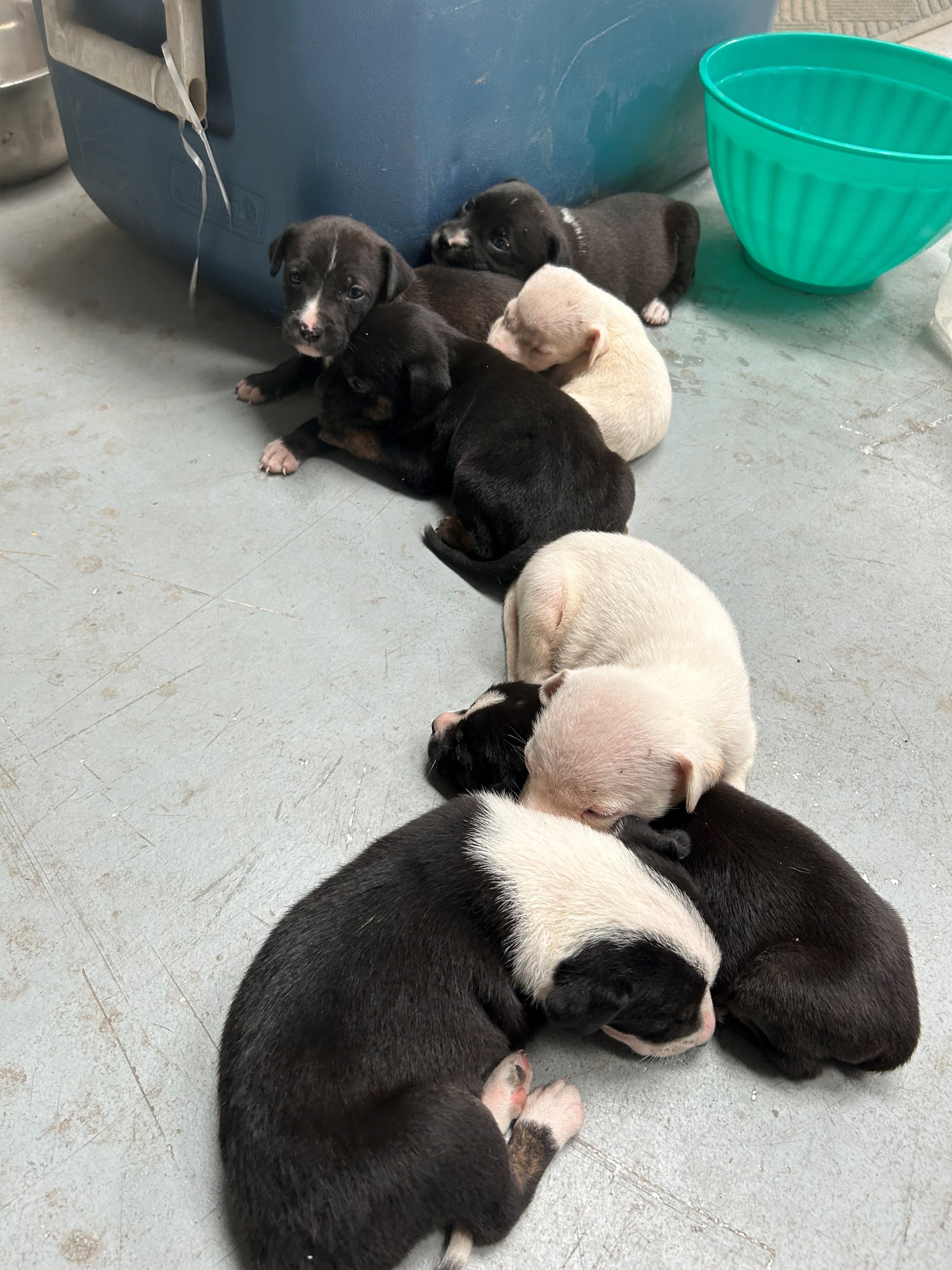 a picture of 8 Puppies a dog that needs a foster home.