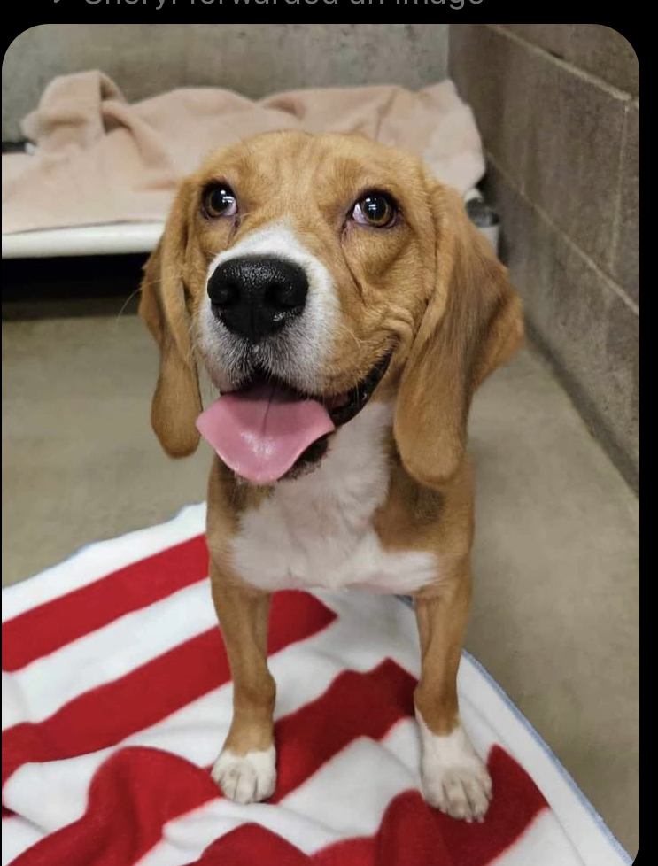 a picture of Needs a name a dog that needs a foster home.