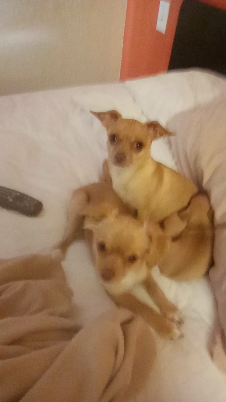 a picture of Brownie princess precious little rascal cash Juana  a dog that needs a foster home.