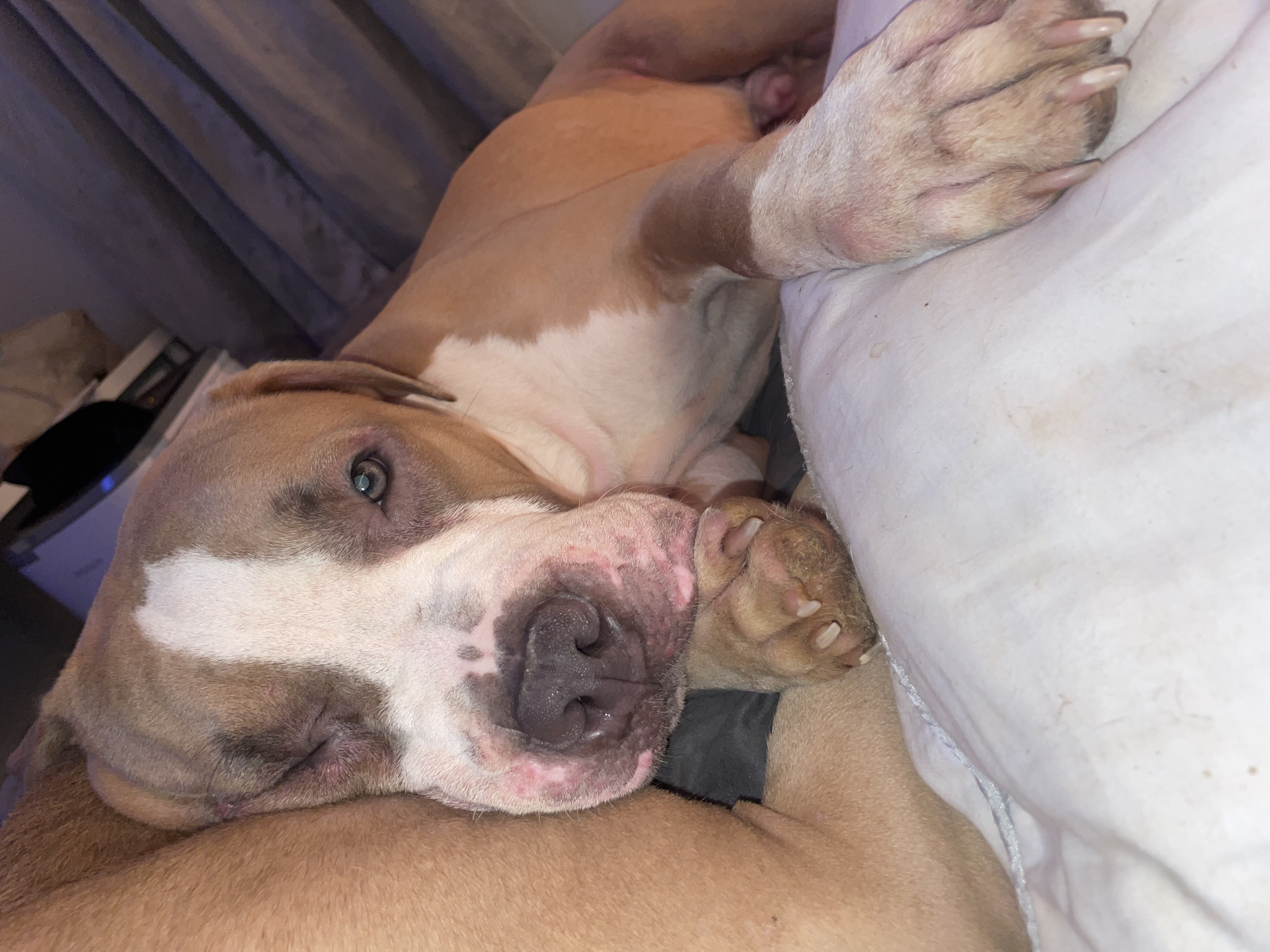 a picture of Chunk a dog that needs a foster home.