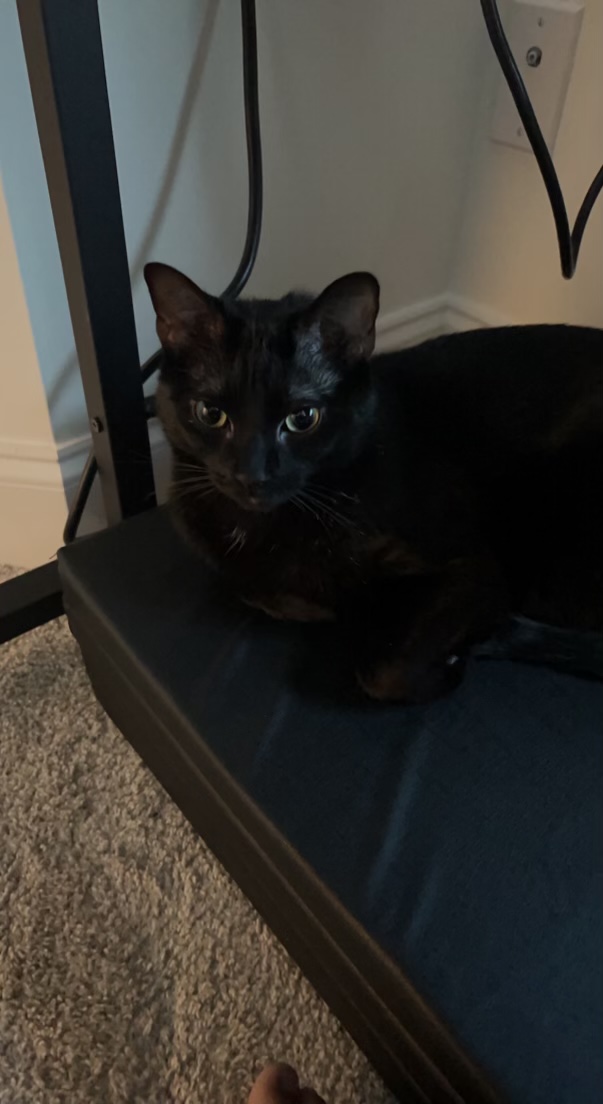 a picture of Audi a cat that needs a foster home.