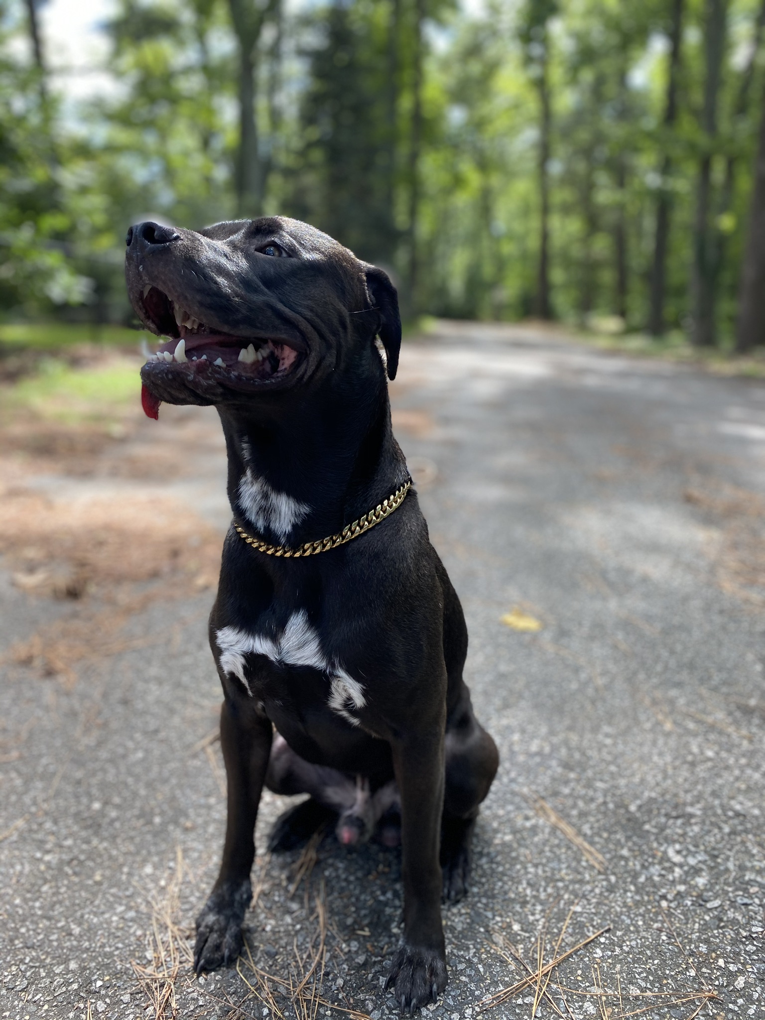a picture of Kermit  a dog that needs a foster home.