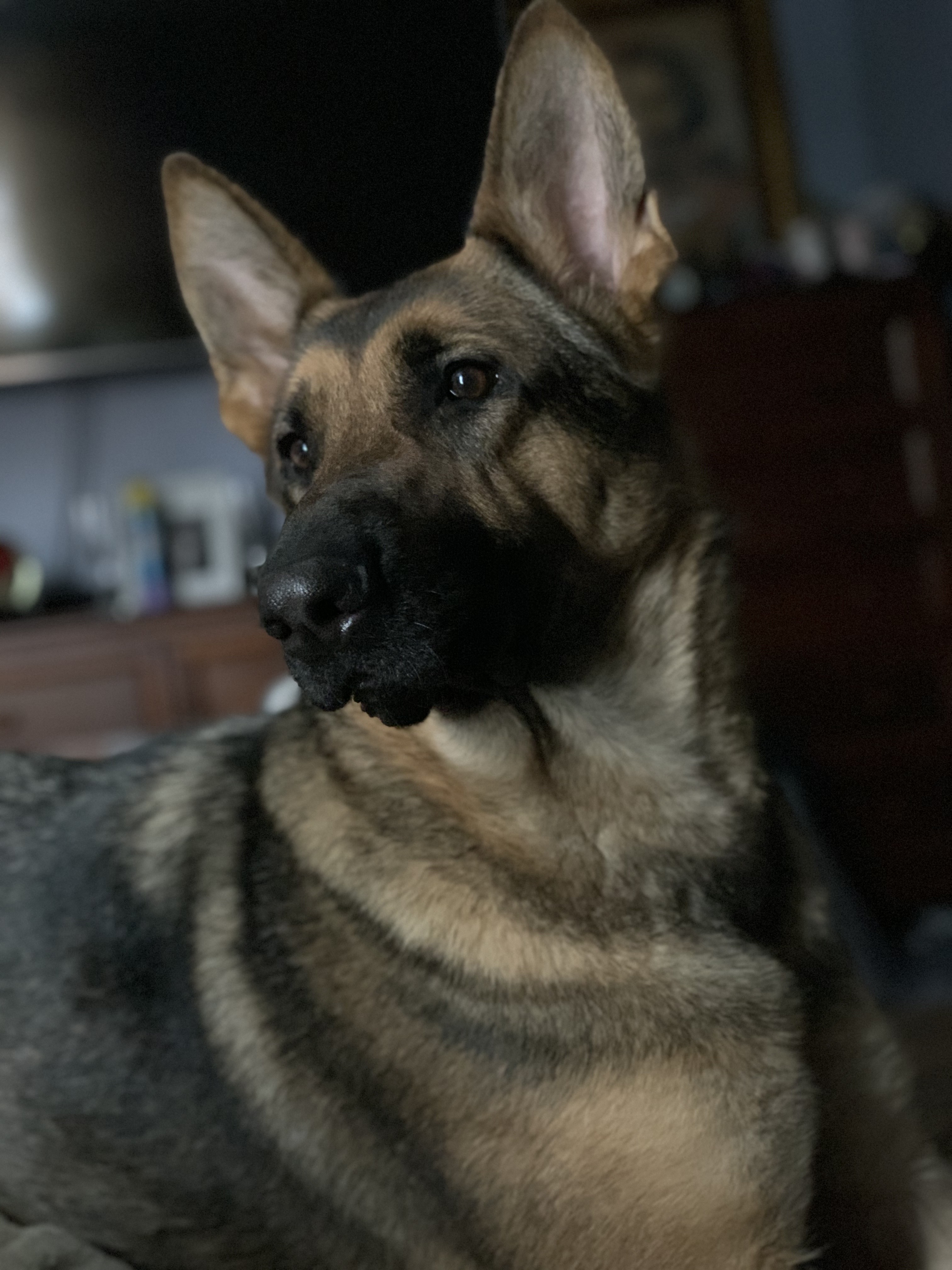 a picture of Ellie a dog that needs a foster home.
