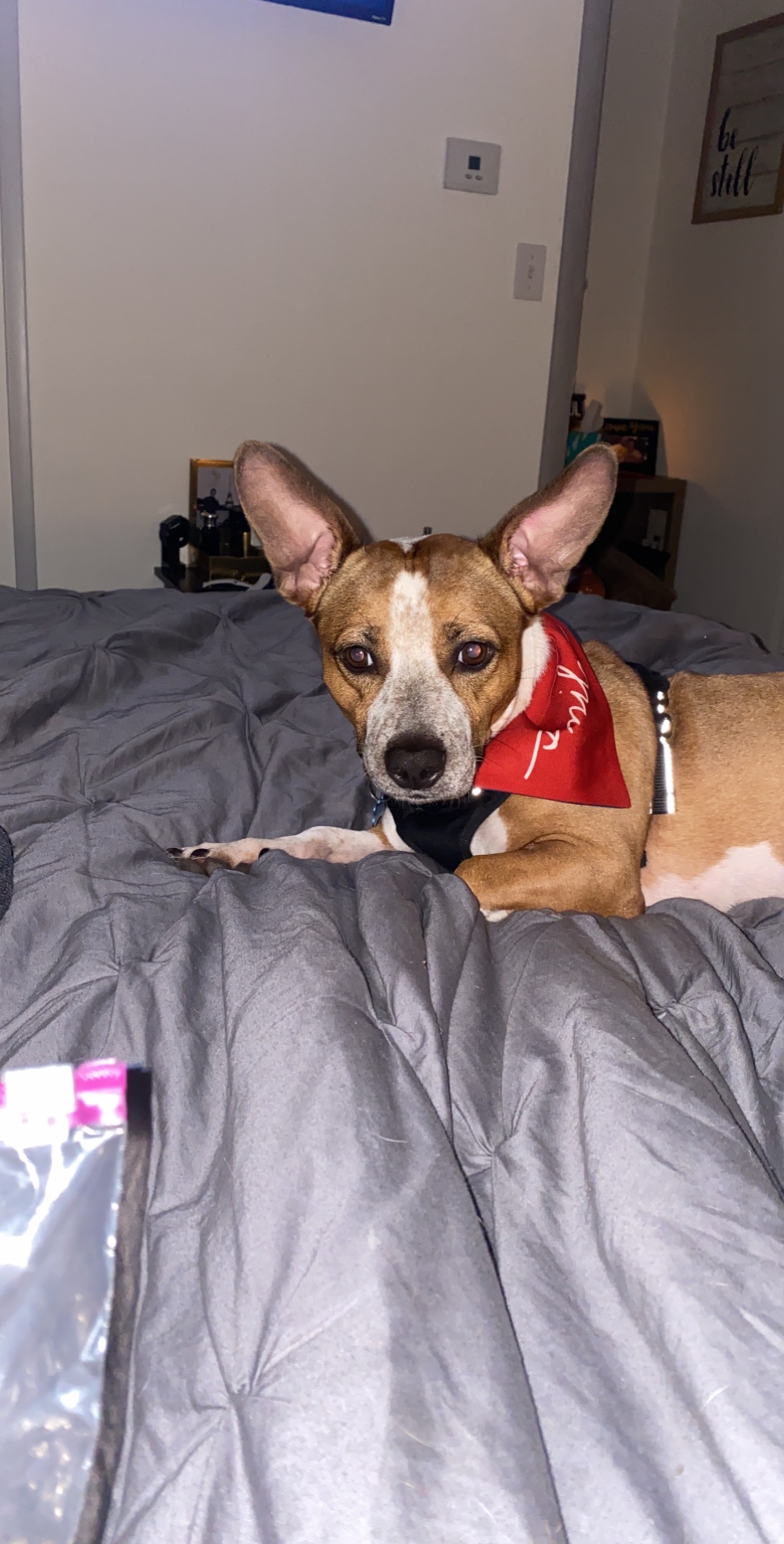 a picture of Duke a dog that needs a foster home.