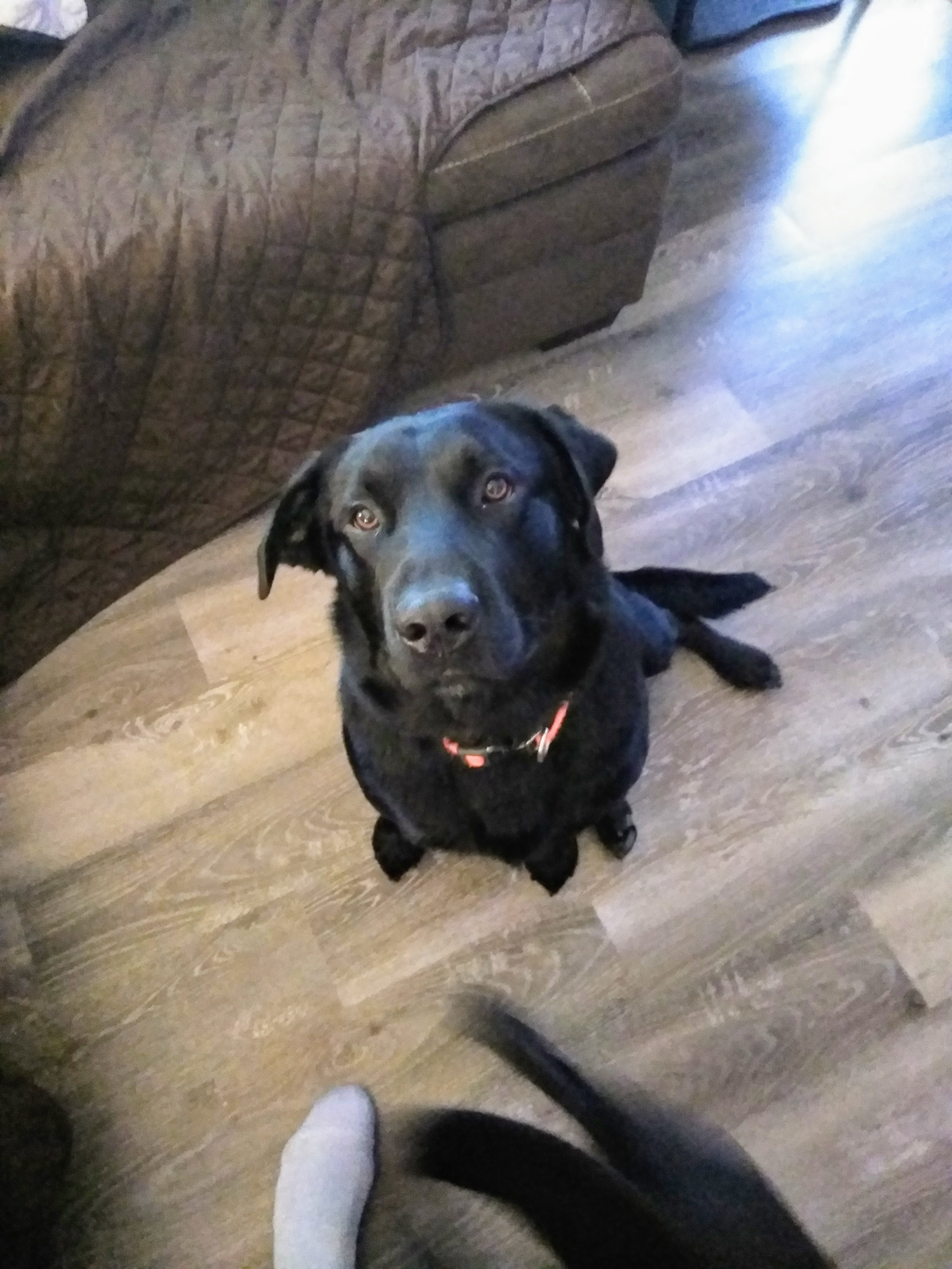 a picture of Ace and Hoss (Father and Son) a dog that needs a foster home.