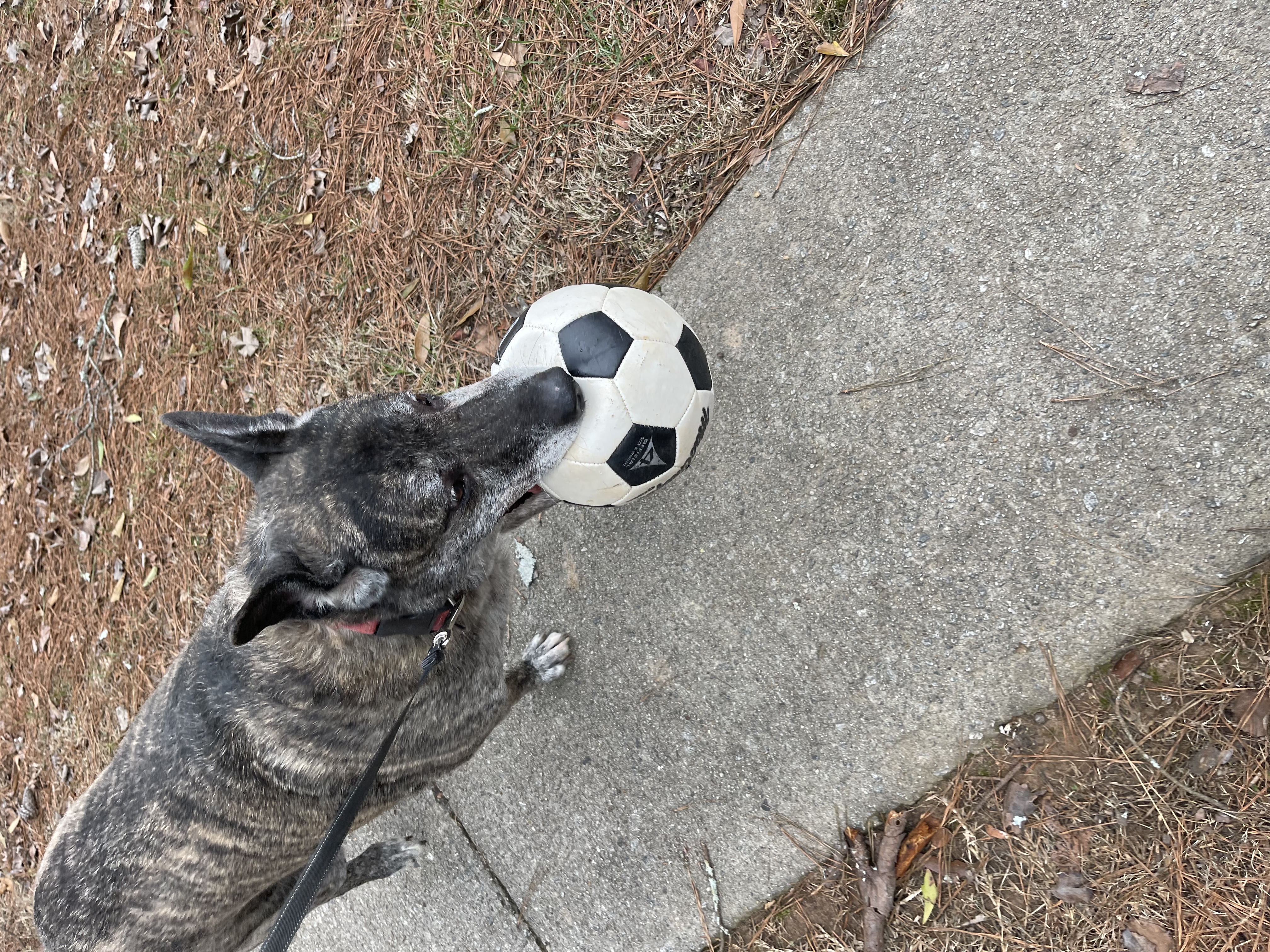 a picture of Ludo a dog that needs a foster home.