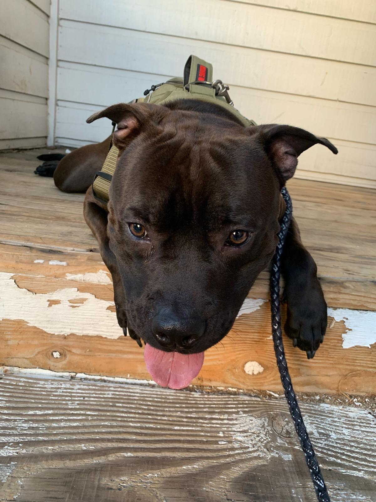 a picture of Vader a dog that needs a foster home.