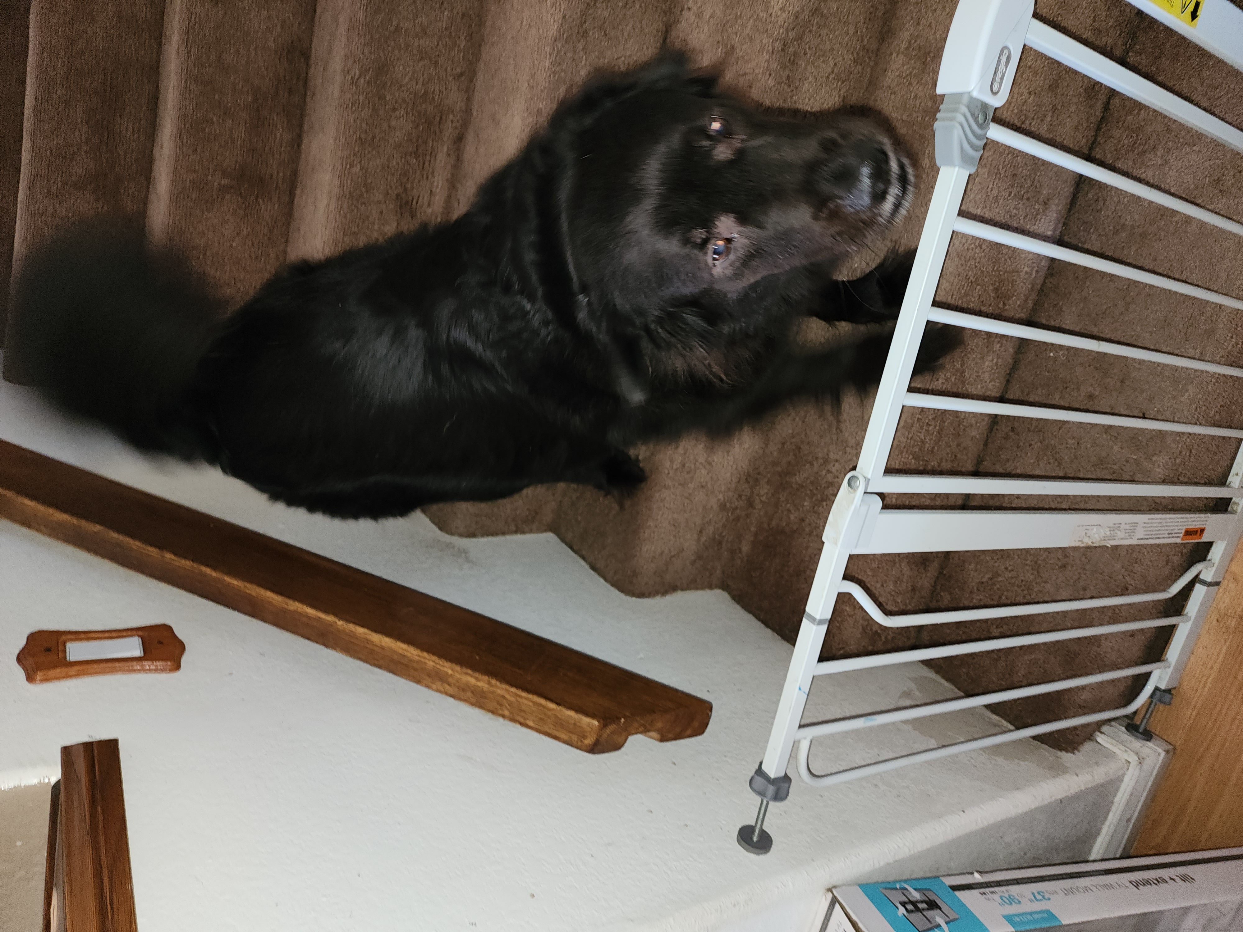 a picture of Baloo a dog that needs a foster home.