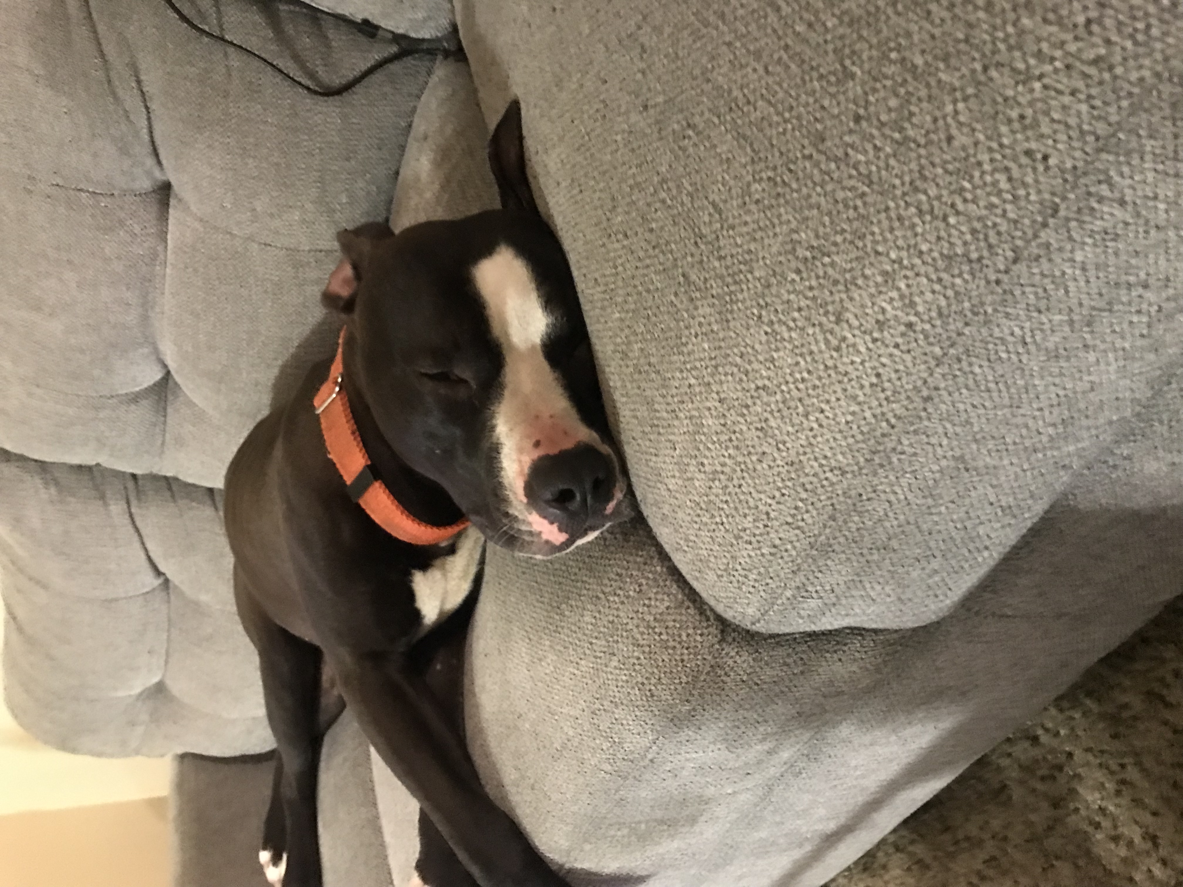 a picture of hades a dog that needs a foster home.