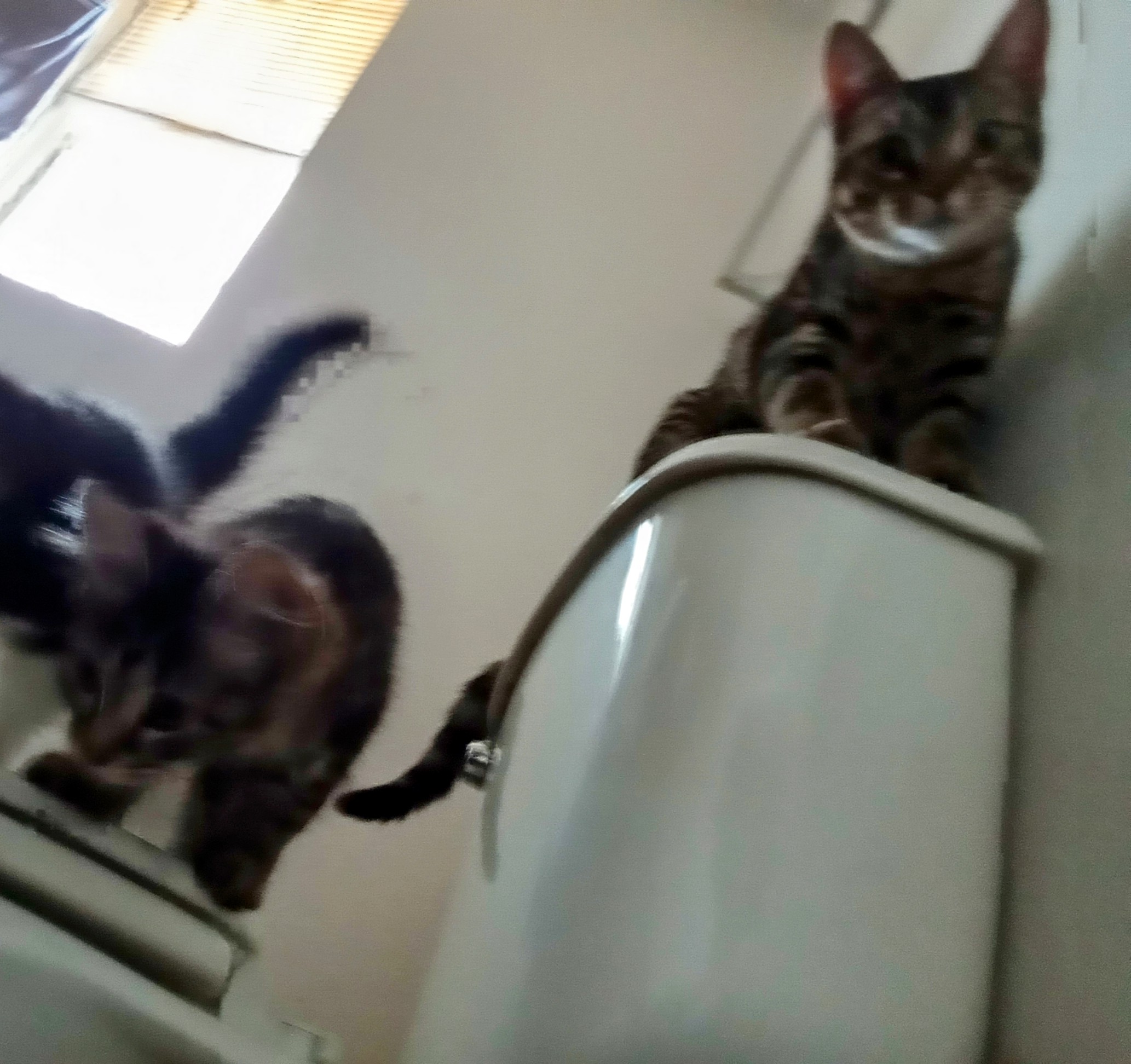 a picture of Noba & Midnight a cat that needs a foster home.
