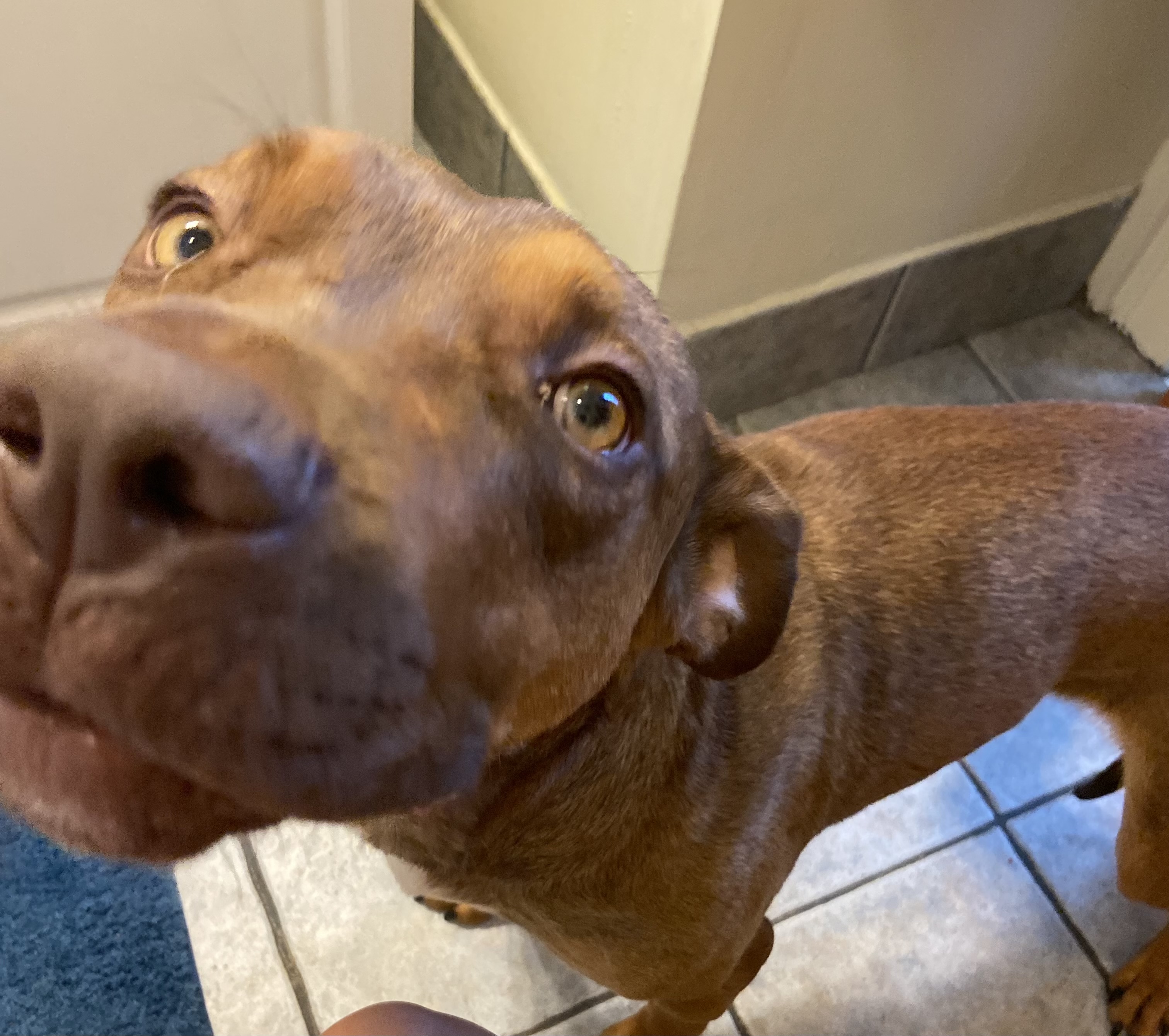 a picture of Percy a dog that needs a foster home.