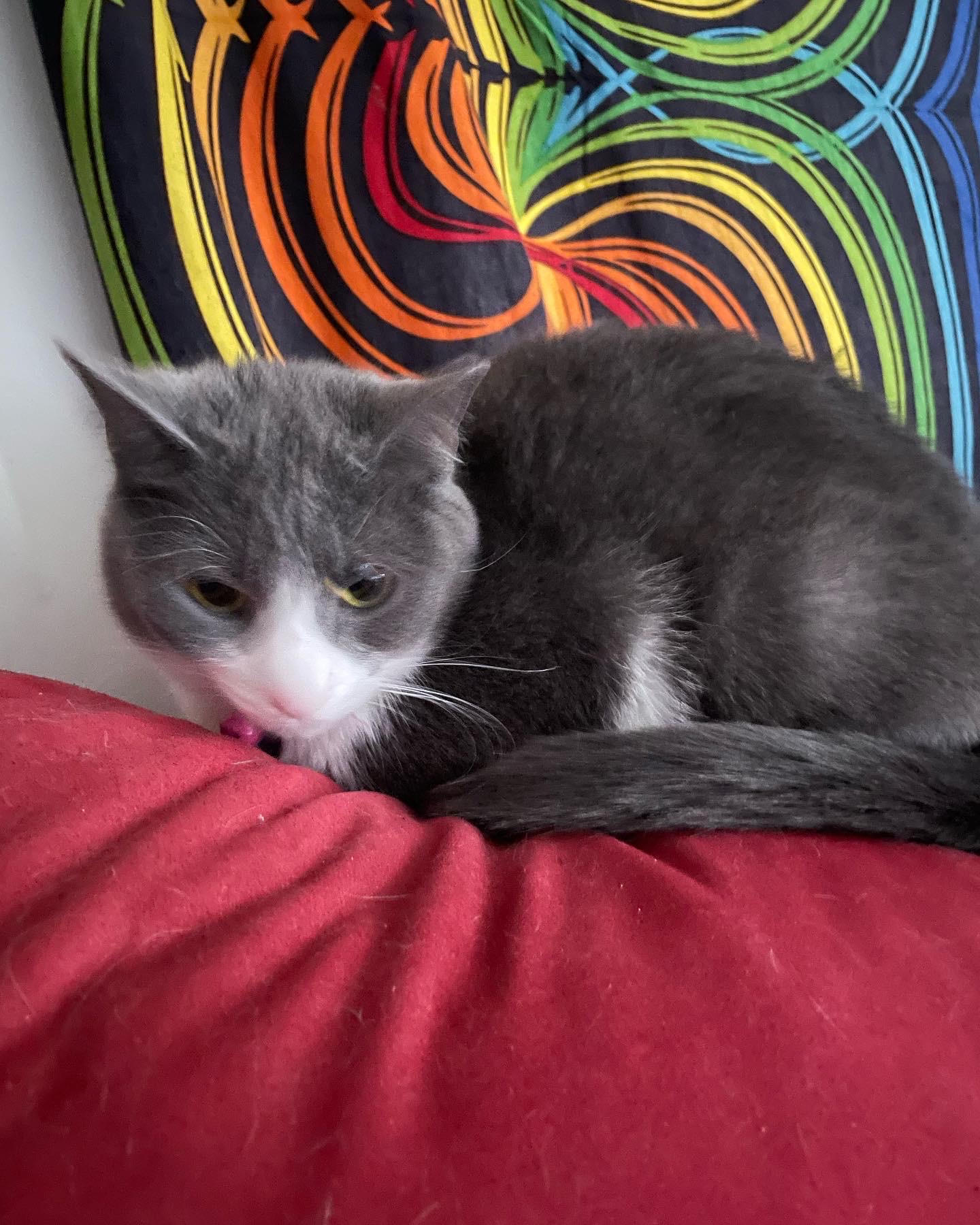 a picture of Glinda a cat that needs a foster home.