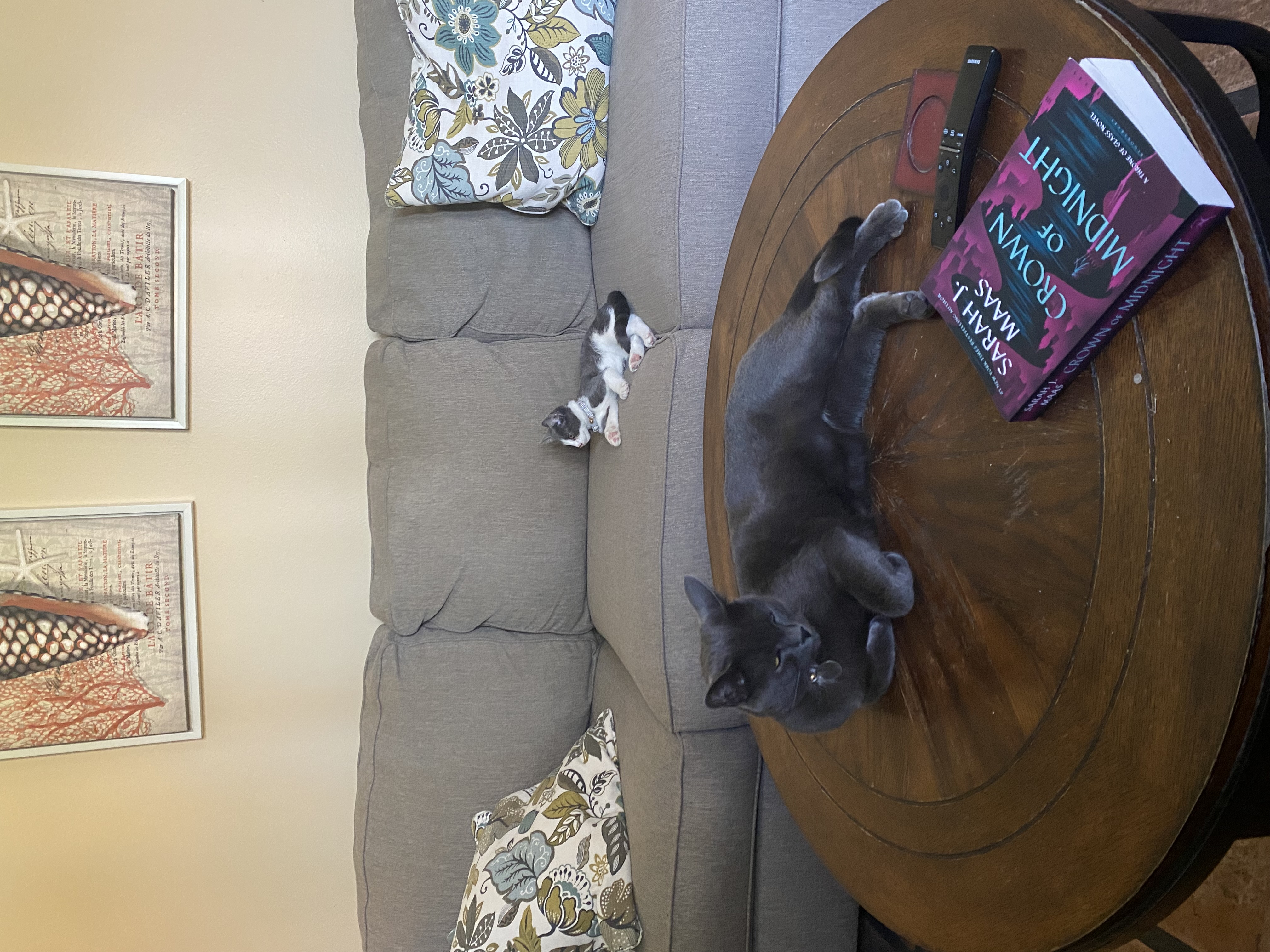 a picture of Lou (Russian blue, 3 years) and Joji (gray and white, 4 months) a cat that needs a foster home.