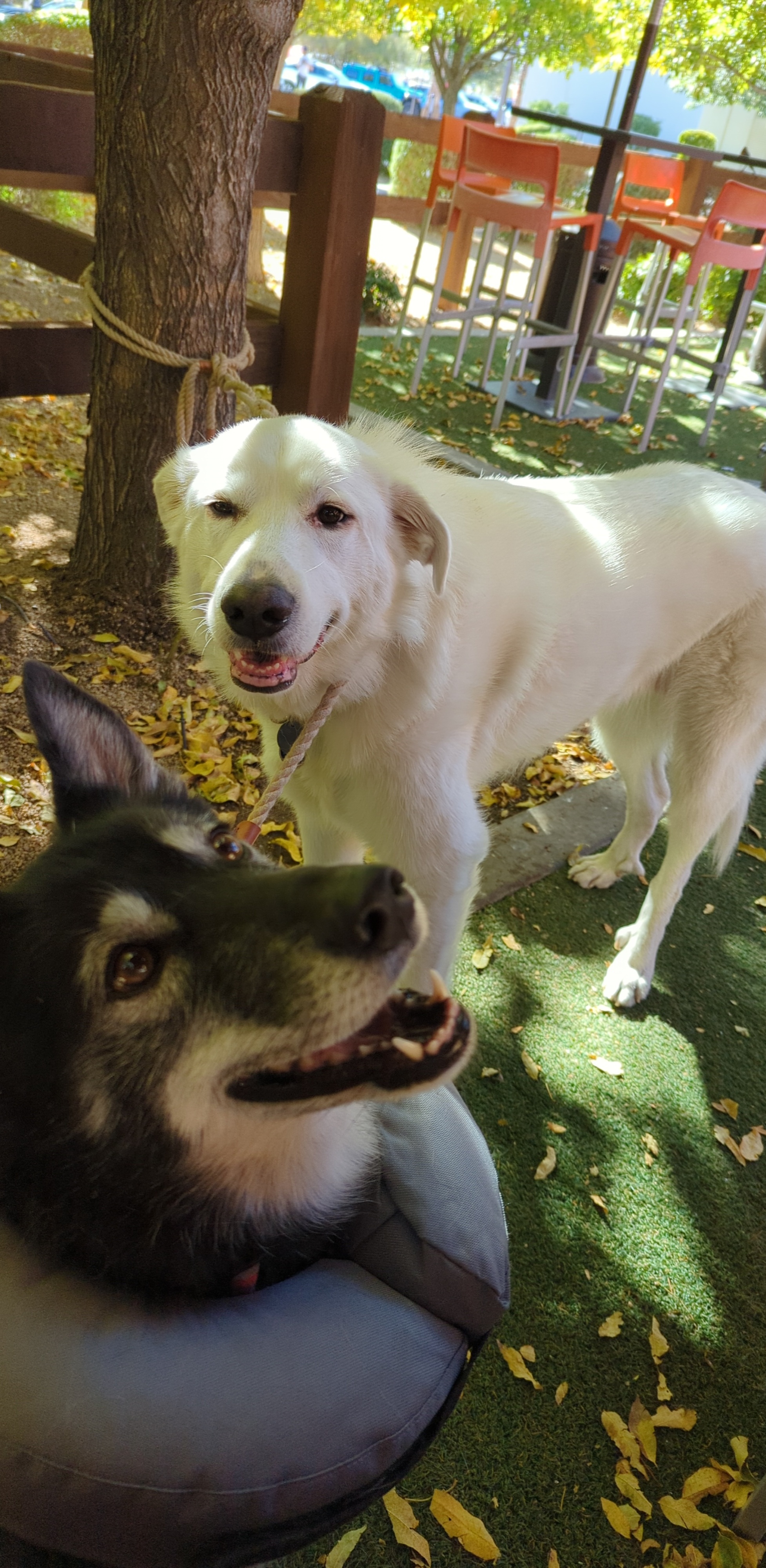 a picture of Zily (ButtButt) and Kailuna (Kai) a dog that needs a foster home.