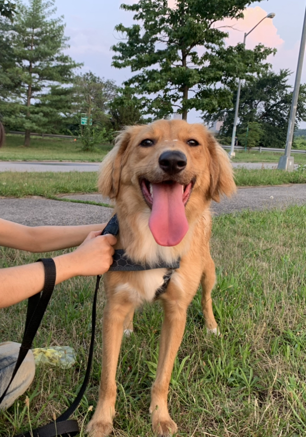 a picture of Aki a dog that needs a foster home.