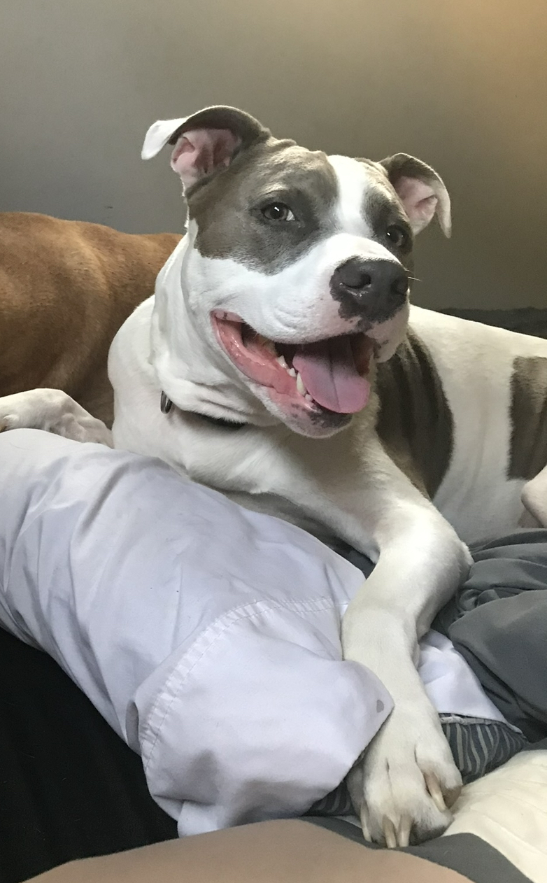 a picture of Snoop  a dog that needs a foster home.