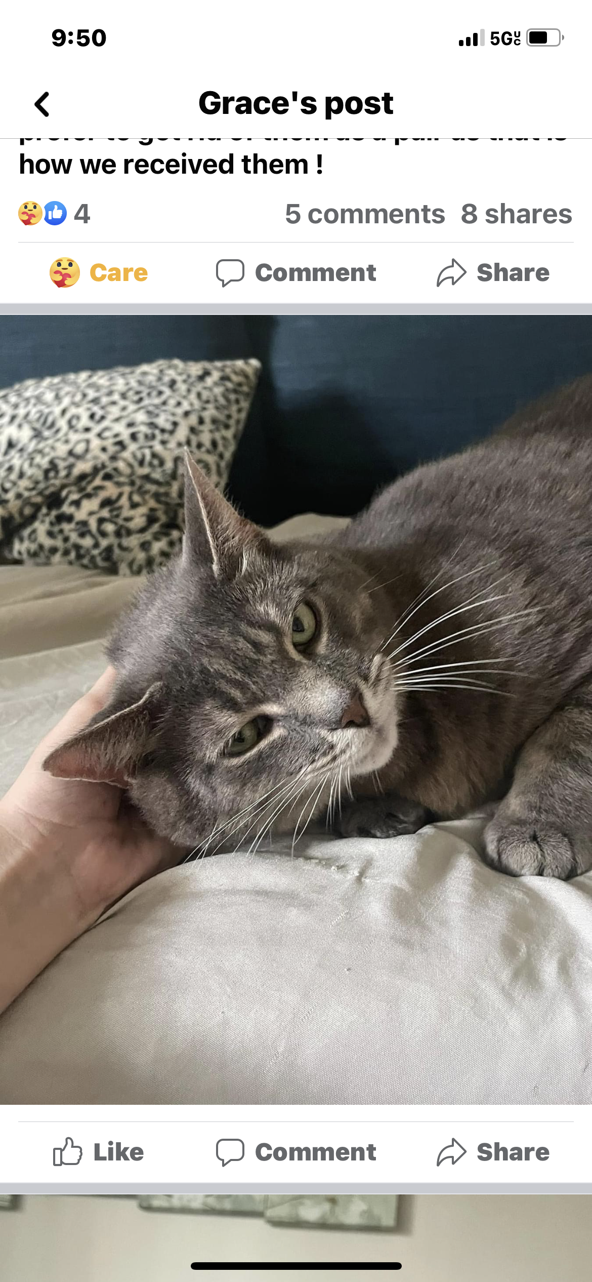 a picture of Karma(female darker) Boo(male gray) a cat that needs a foster home.
