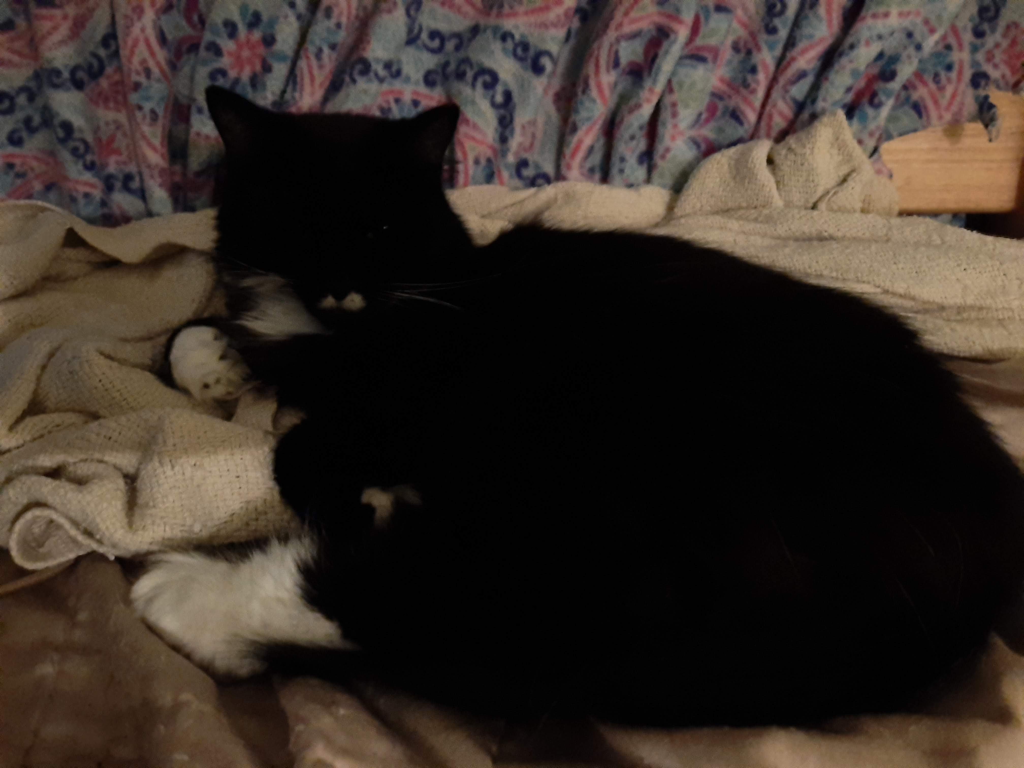 a picture of Sasha a cat that needs a foster home.