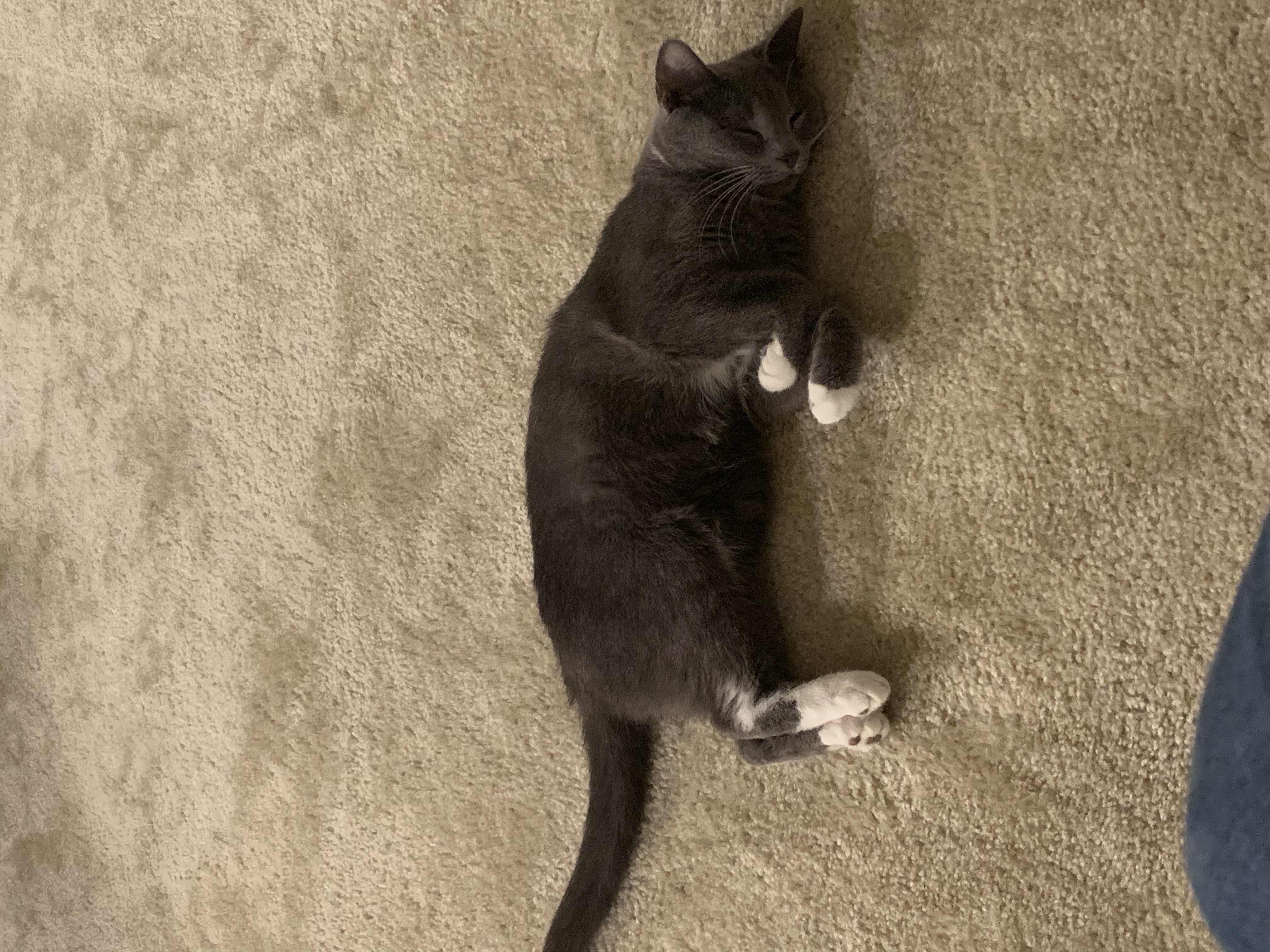 a picture of Ashley  a cat that needs a foster home.