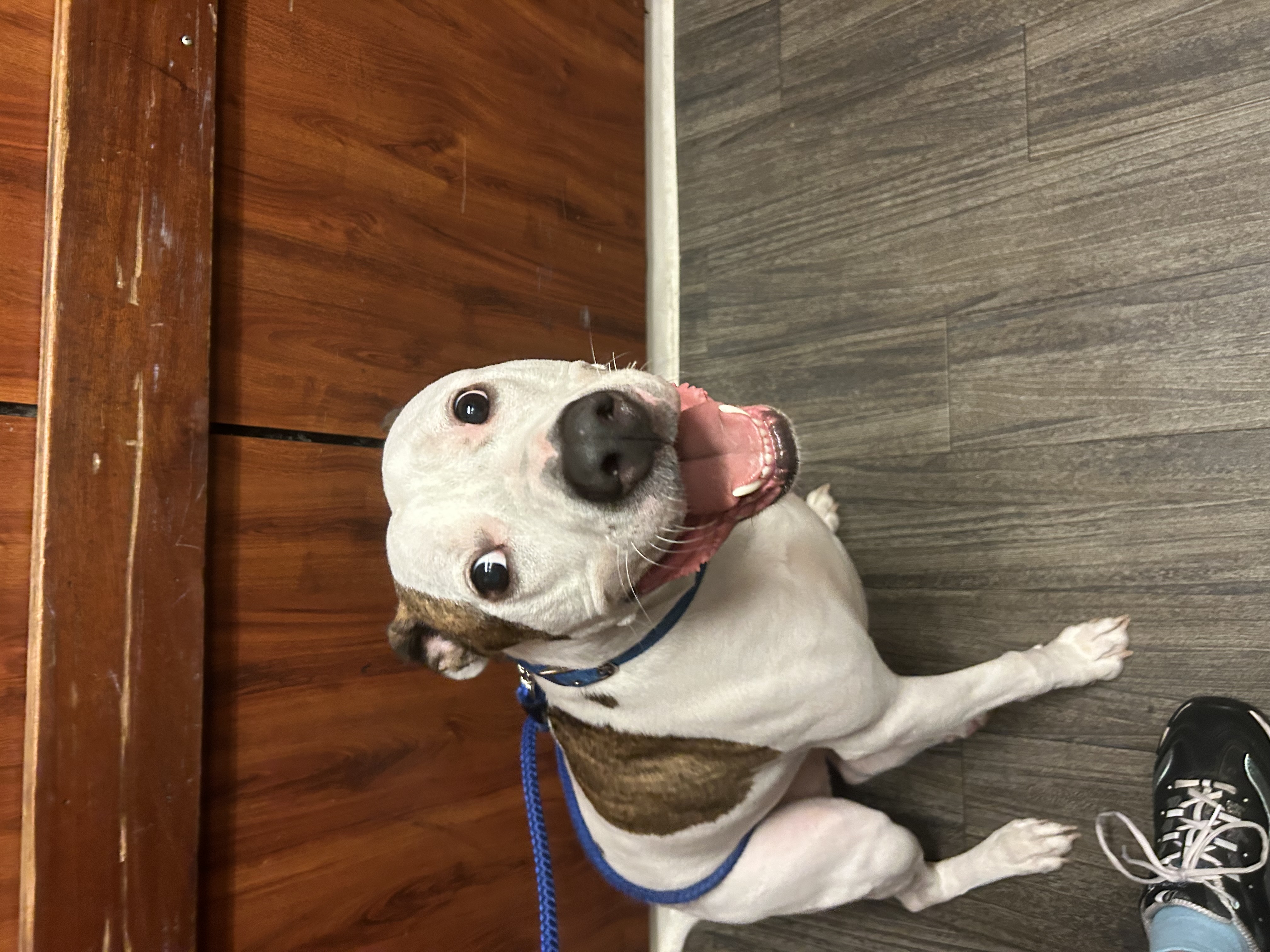 a picture of Bingo a dog that needs a foster home.