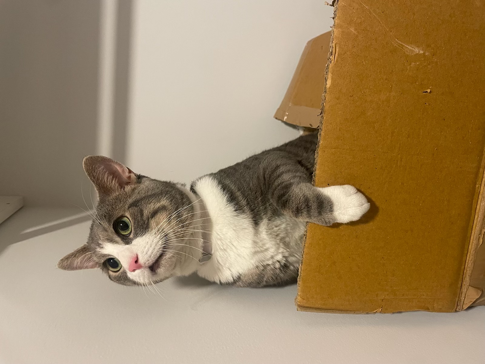 a picture of Bob Bon  a cat that needs a foster home.