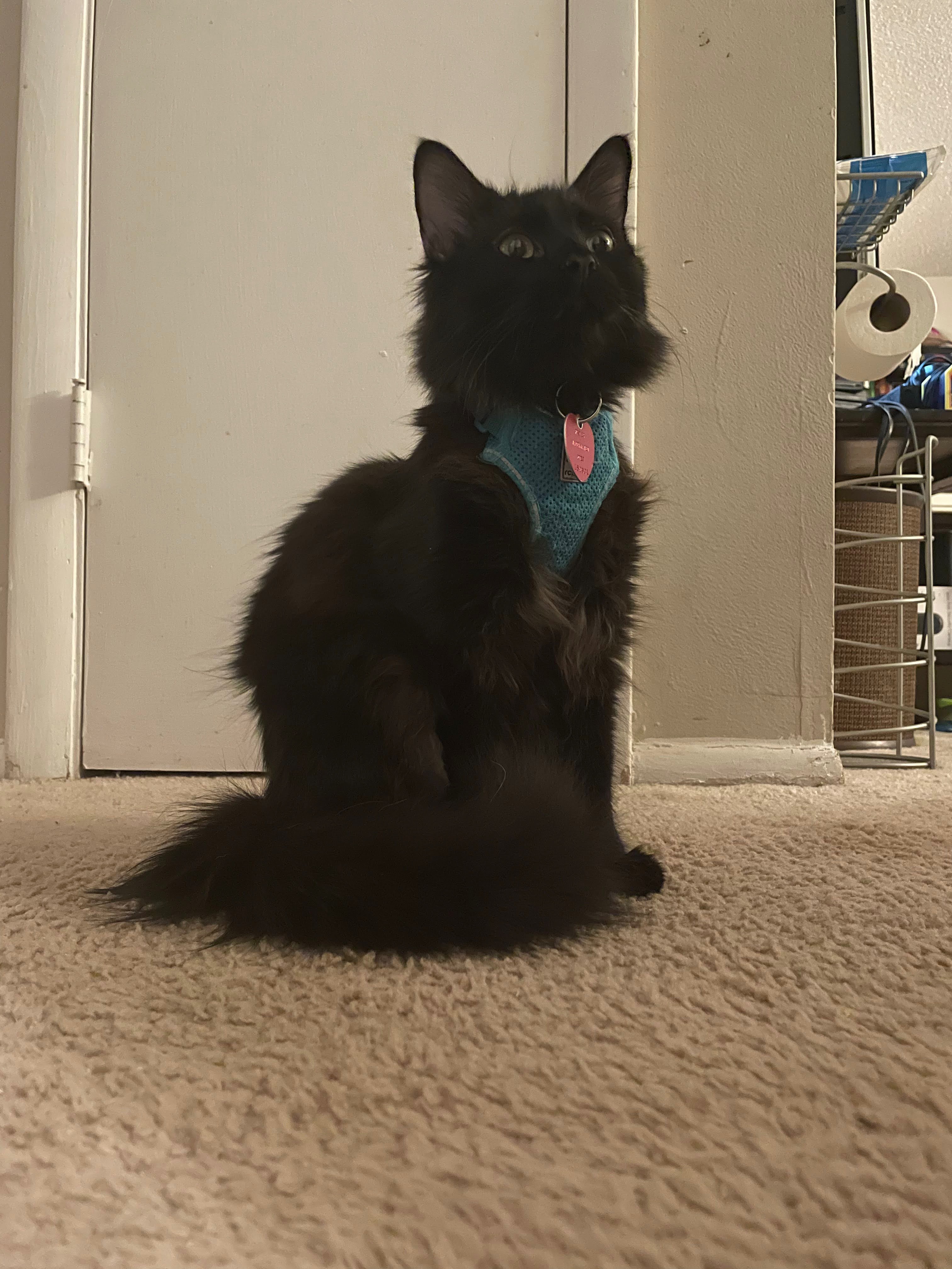 a picture of Killmonger  a cat that needs a foster home.
