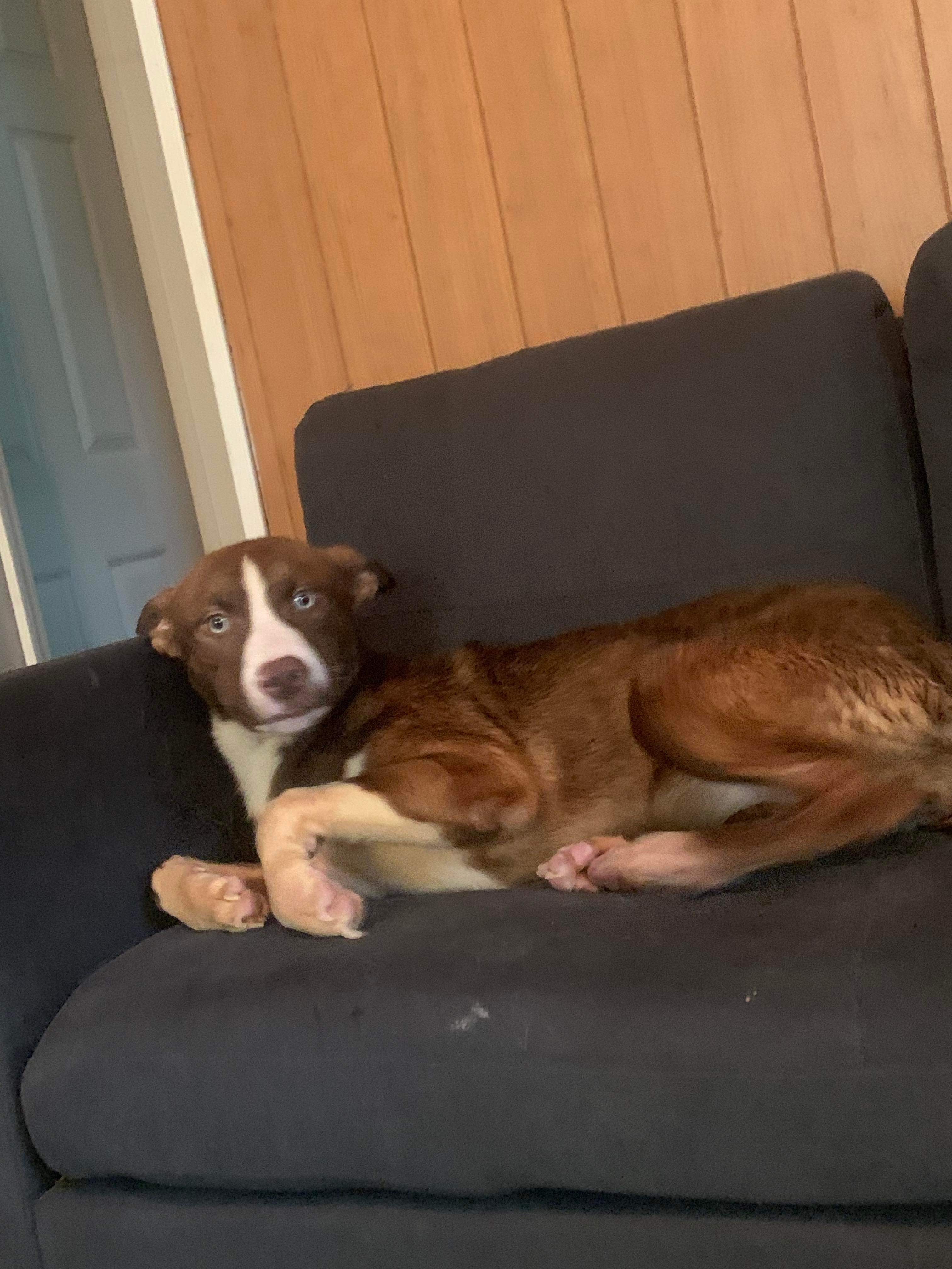 a picture of Babygirl a dog that needs a foster home.