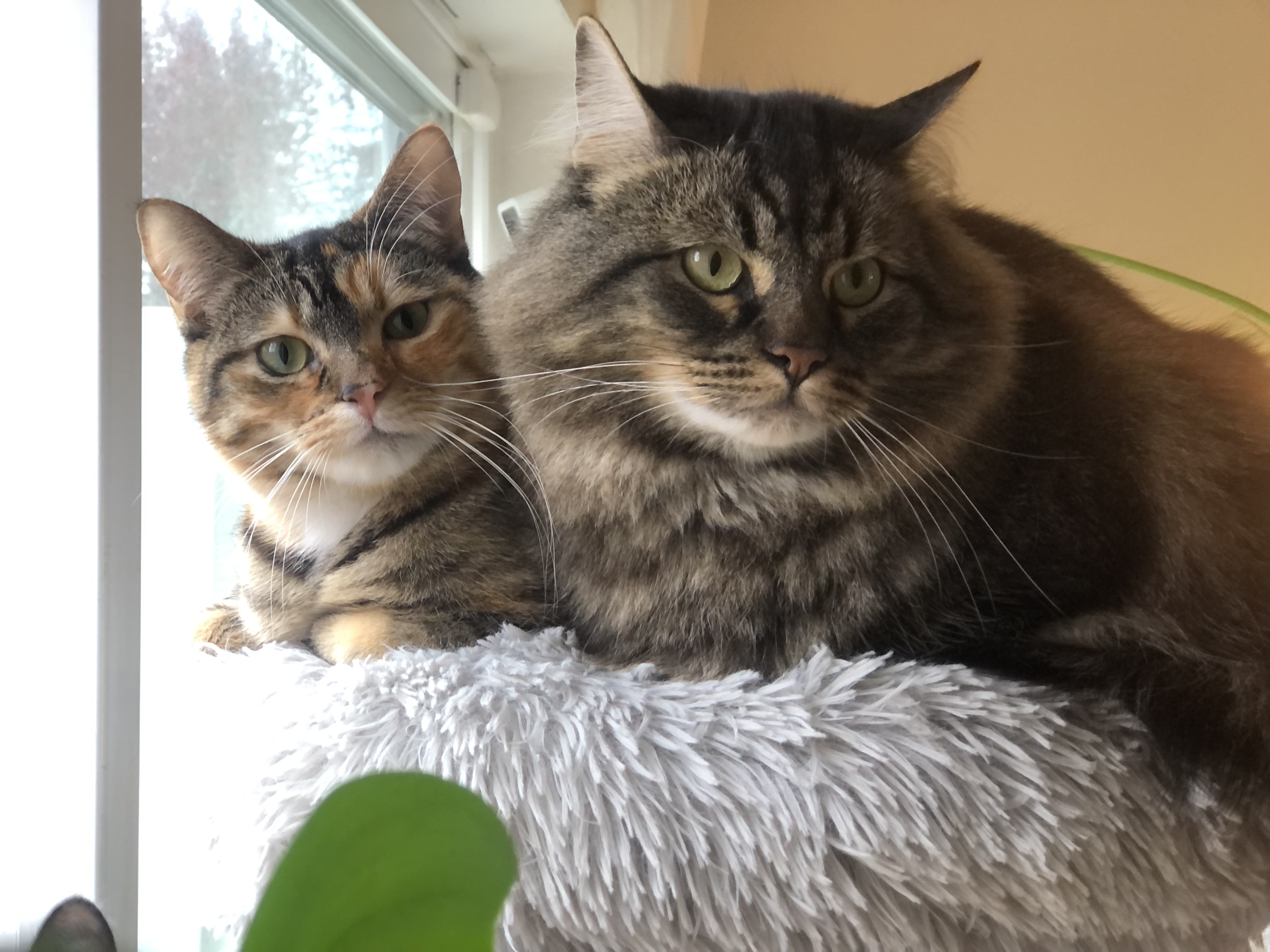 a picture of Link and Leeloo a cat that needs a foster home.