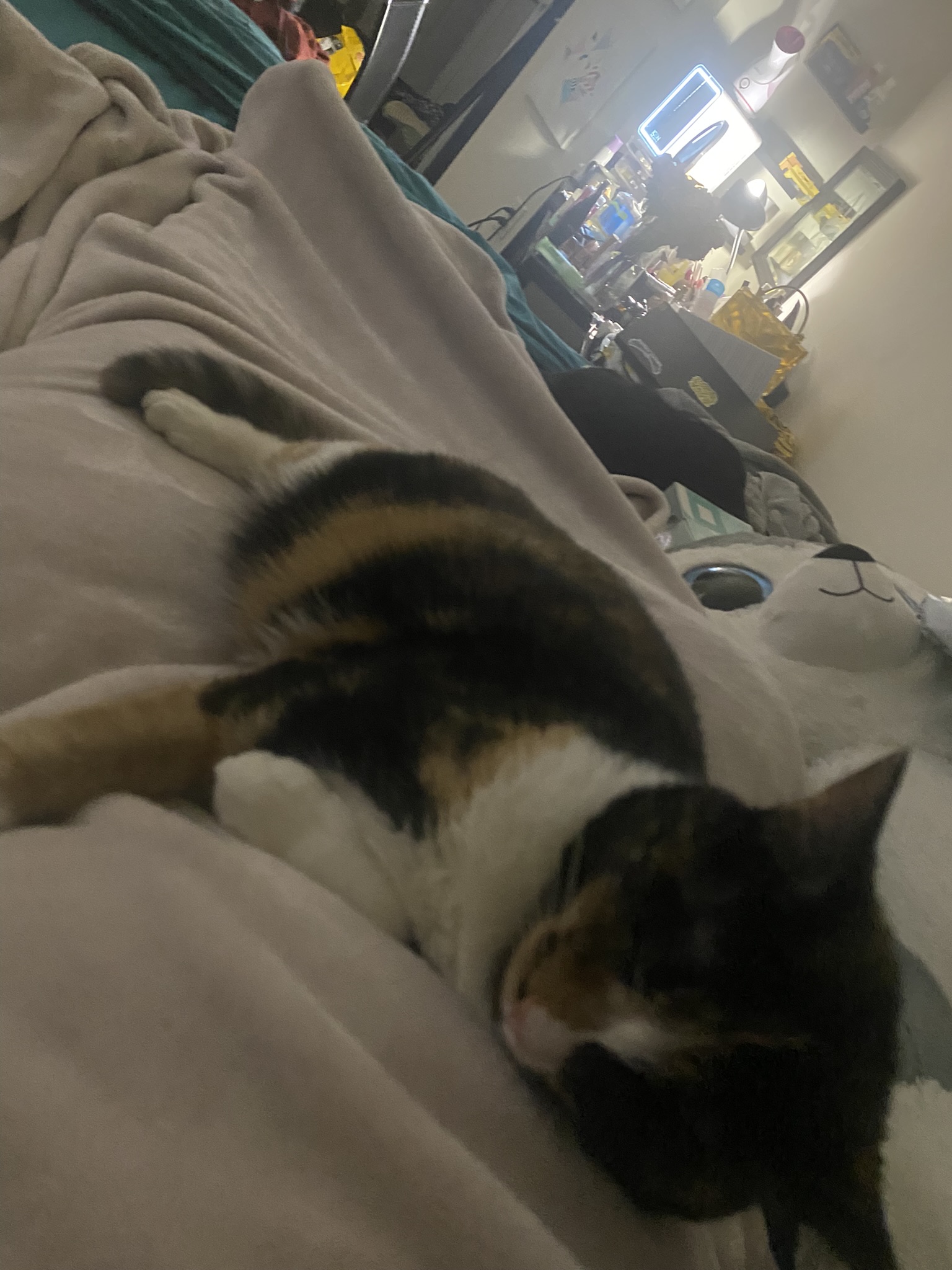 a picture of Avocado (Male, Tuxedo, more black than white), Kiki (Male, Tuxedo, More white than black), Guacamole (Female, Calico) a cat that needs a foster home.