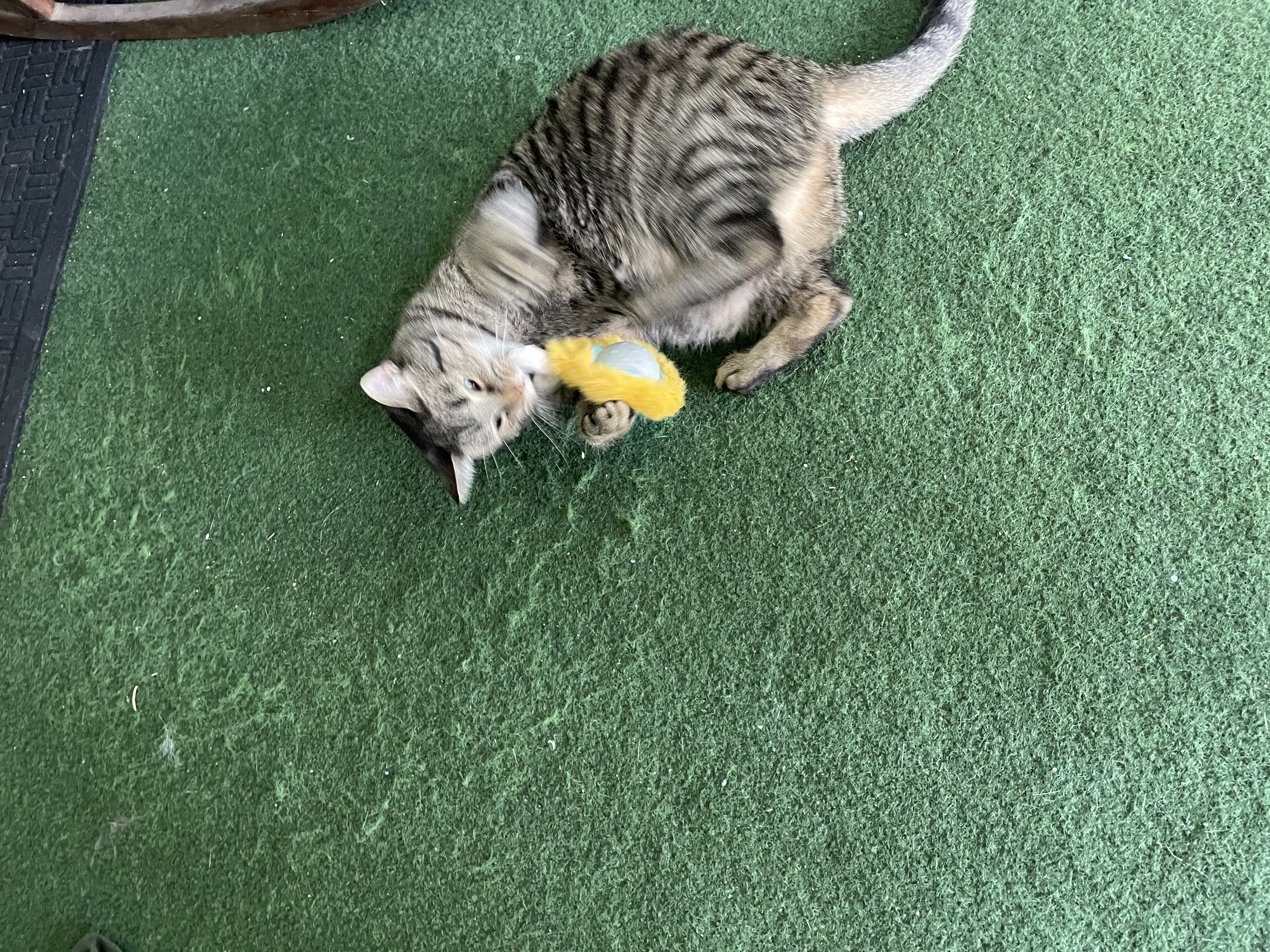 a picture of Priscilla  a cat that needs a foster home.