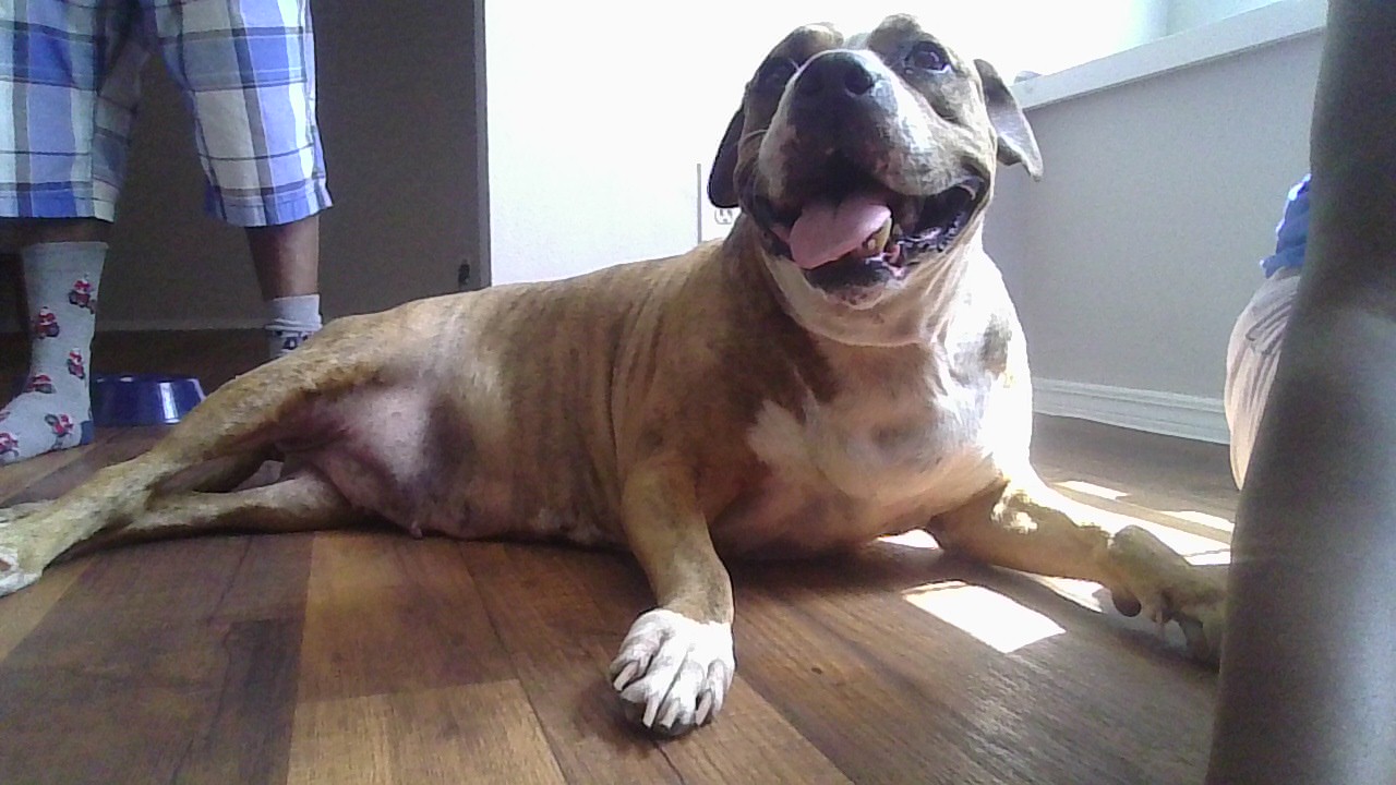 a picture of dreco a dog that needs a foster home.