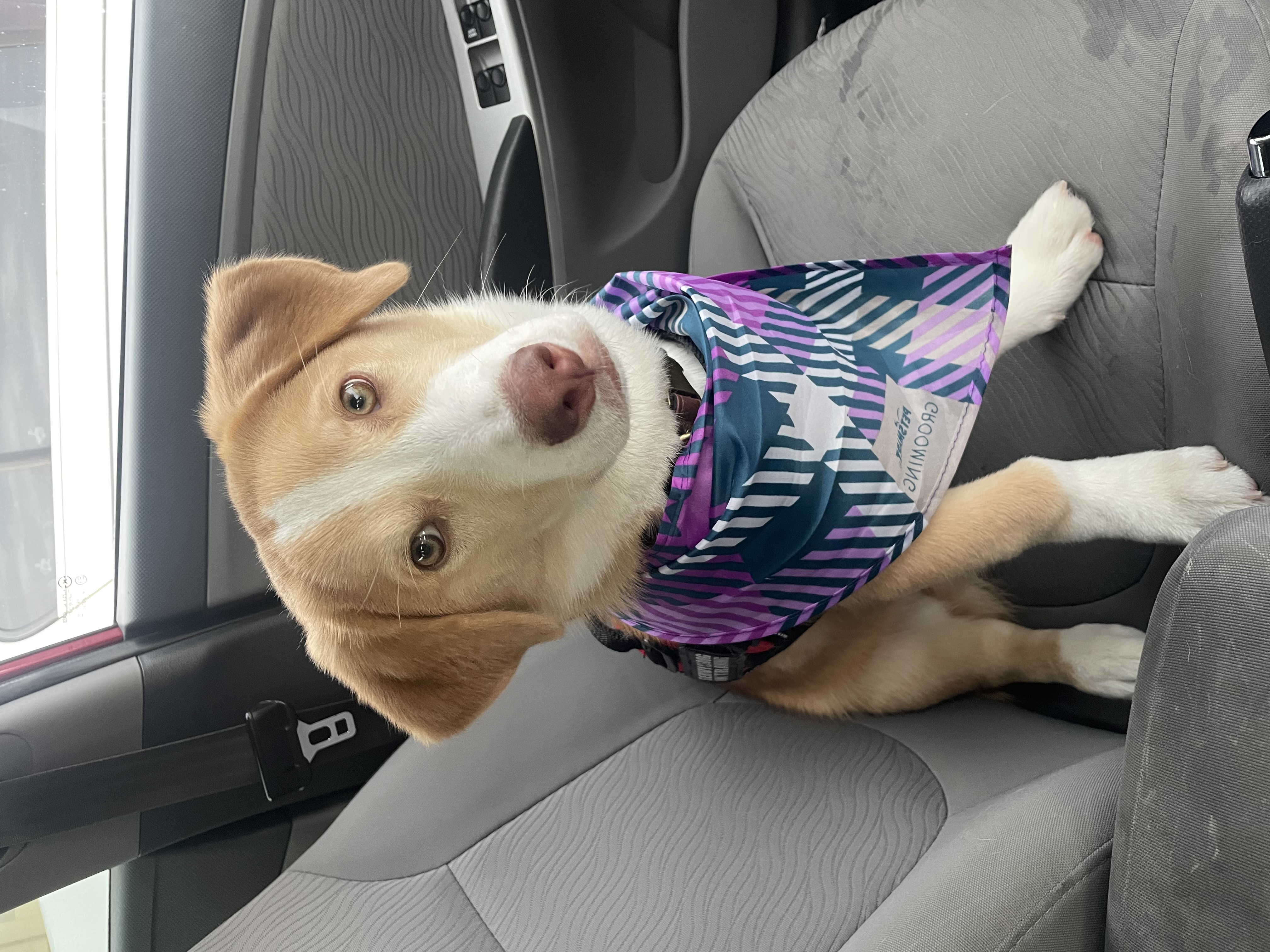 a picture of Zero a dog that needs a foster home.