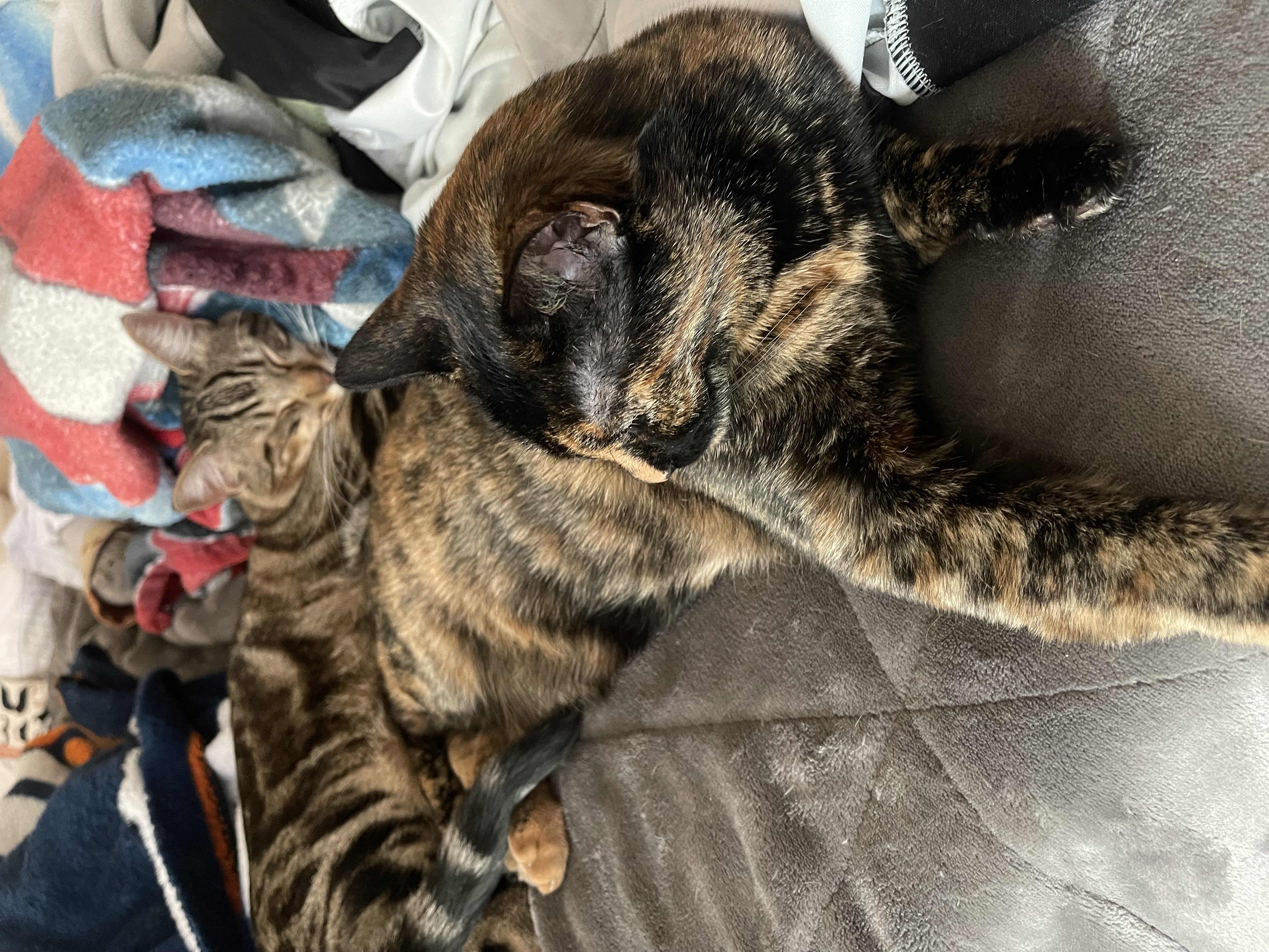 a picture of Stiles and Aria a cat that needs a foster home.