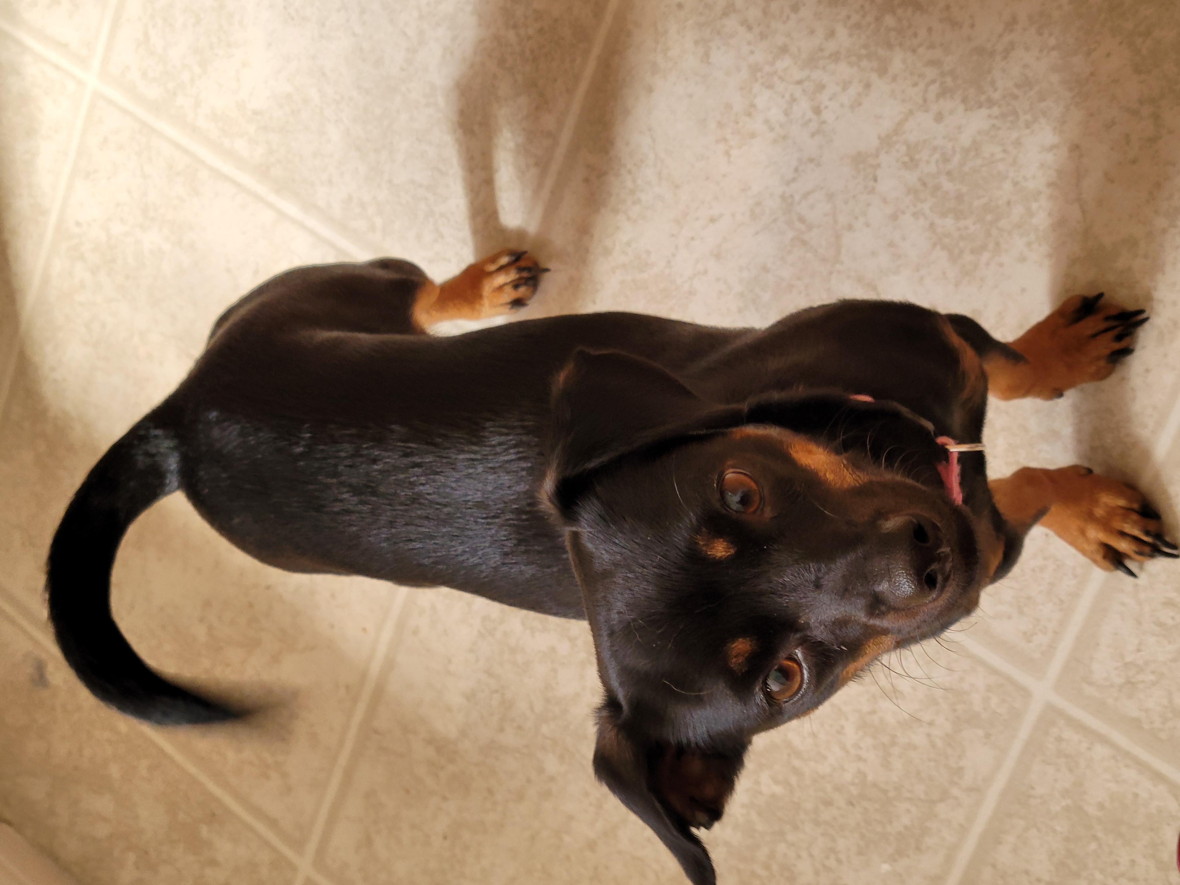 a picture of Stella a dog that needs a foster home.