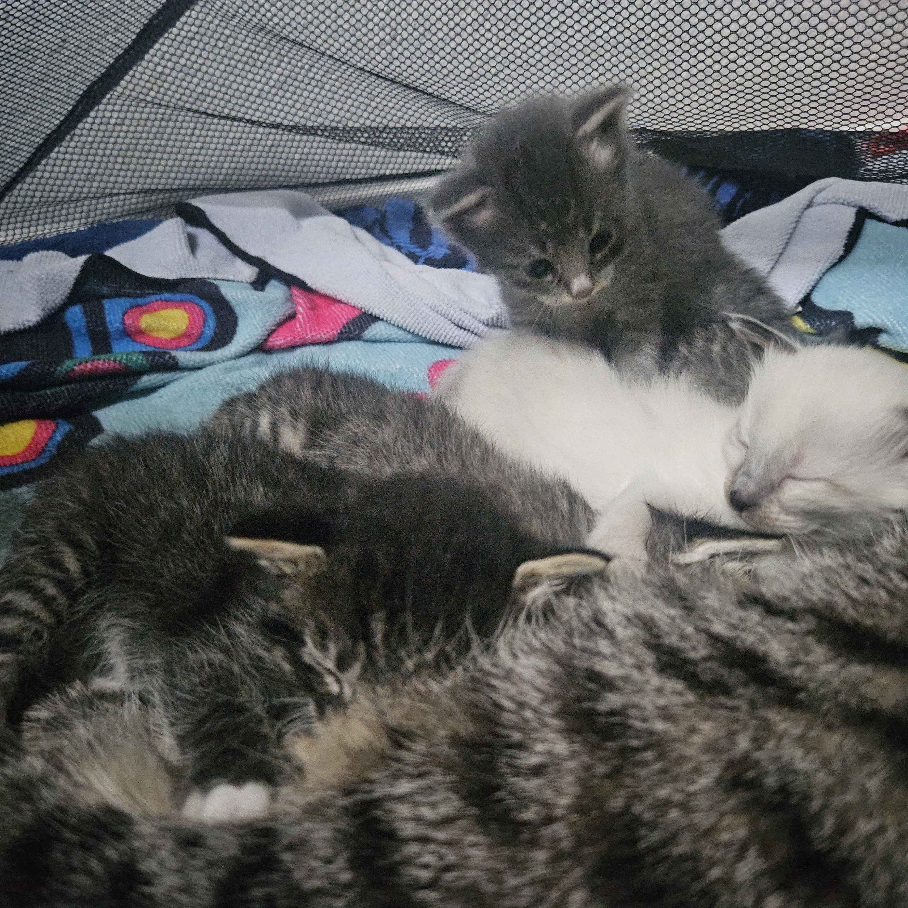 a picture of Kylo (dad) Rey (mom) Luke (white kitten) JarJar (black stripped) Teeny (big eyes) Chewy.(gray fluffy) R2 (brown fluffly)  a cat that needs a foster home.