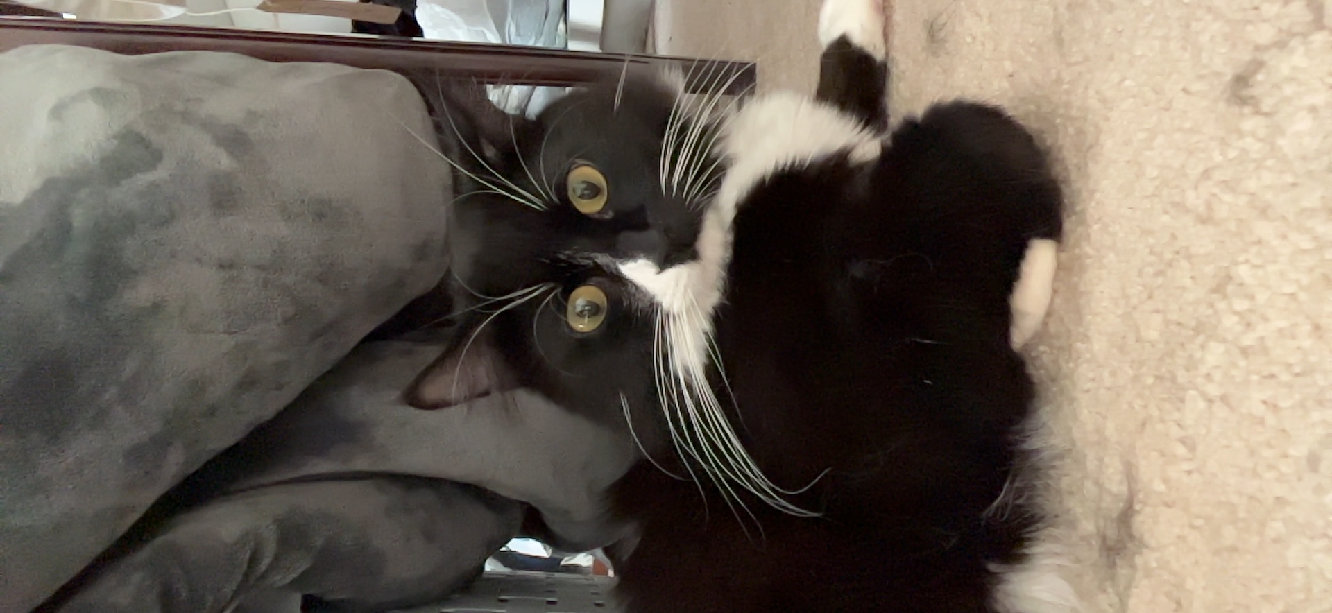 a picture of Dimple and Six a cat that needs a foster home.