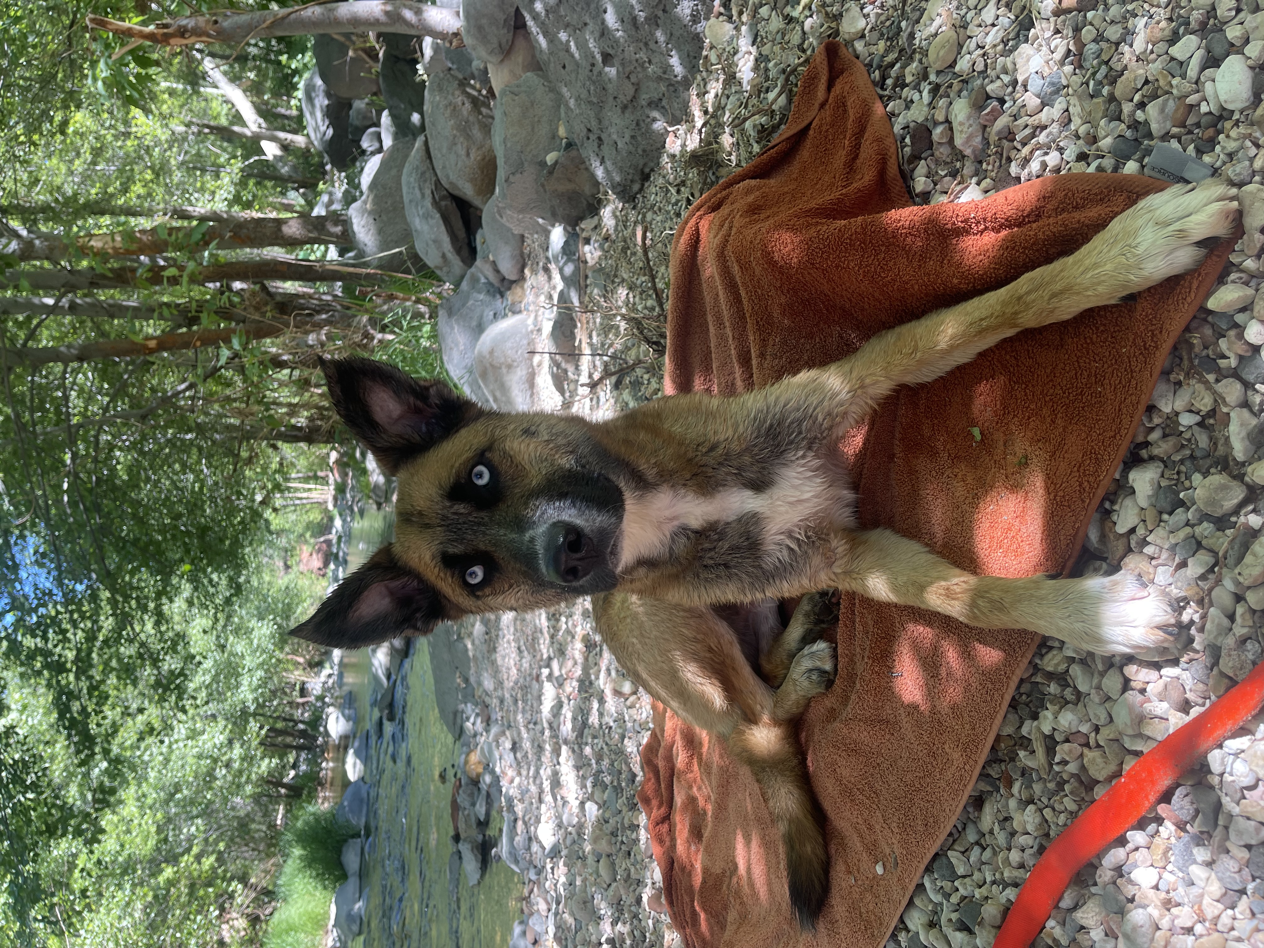 a picture of Zephyr a dog that needs a foster home.