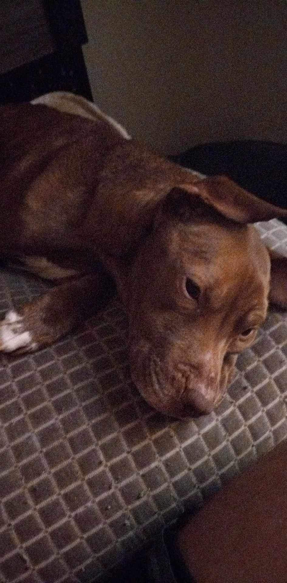 a picture of Cobly a dog that needs a foster home.