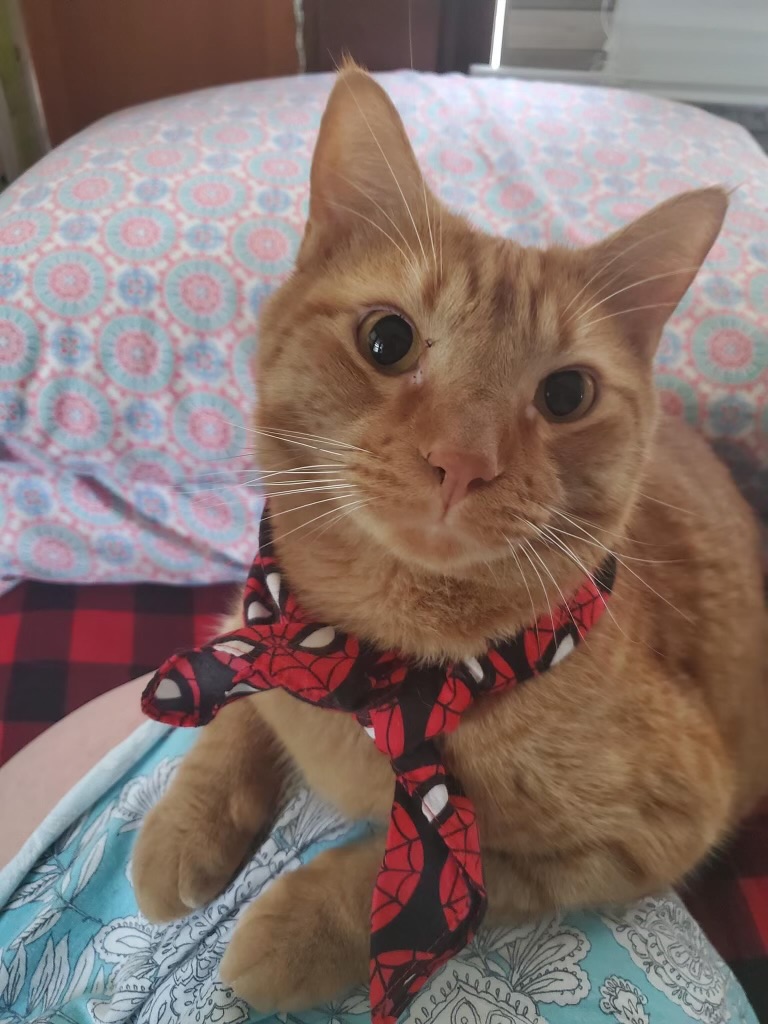 a picture of Chicken a cat that needs a foster home.