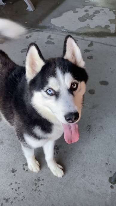 a picture of Goose a dog that needs a foster home.
