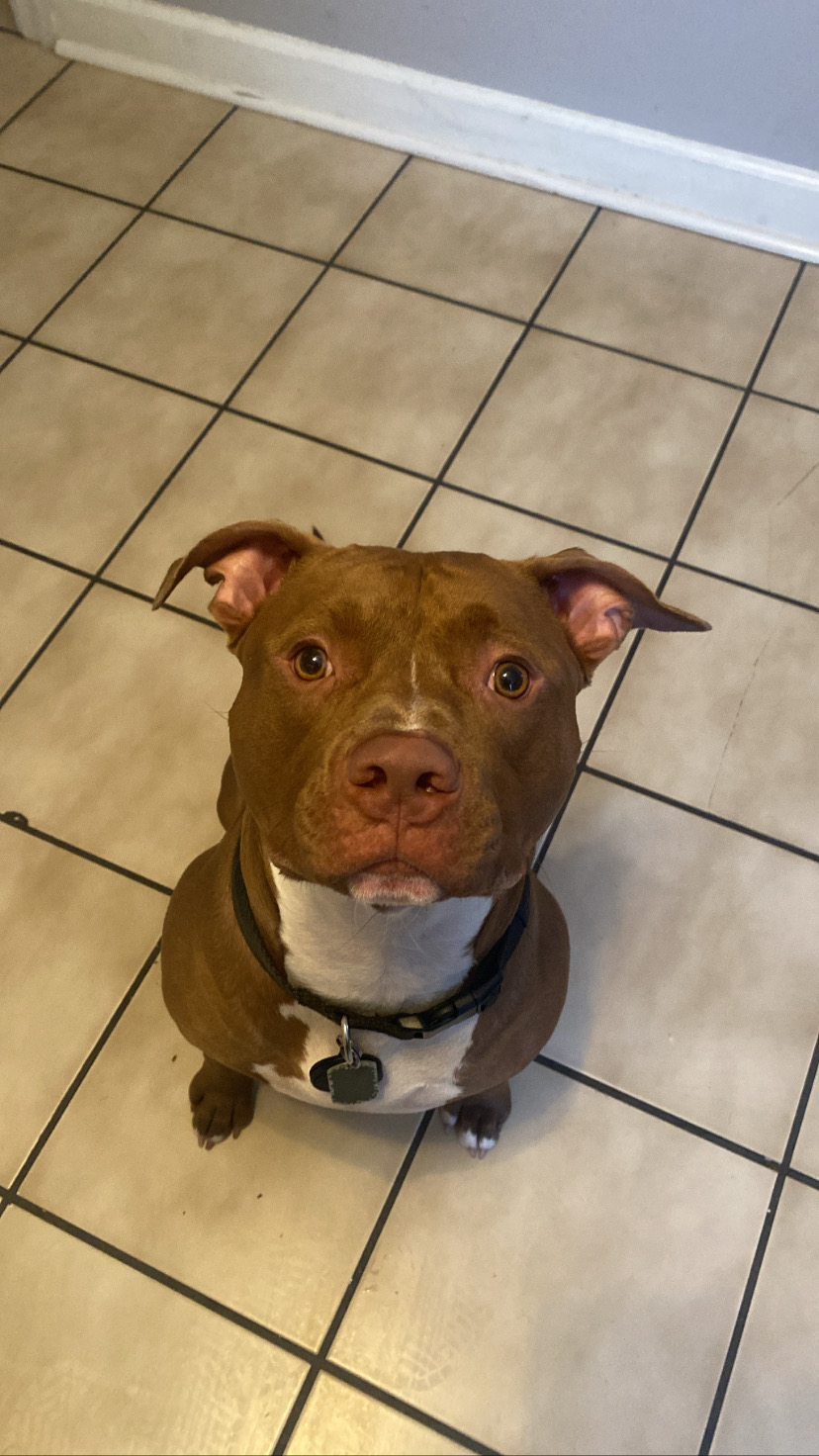 a picture of Monty  a dog that needs a foster home.