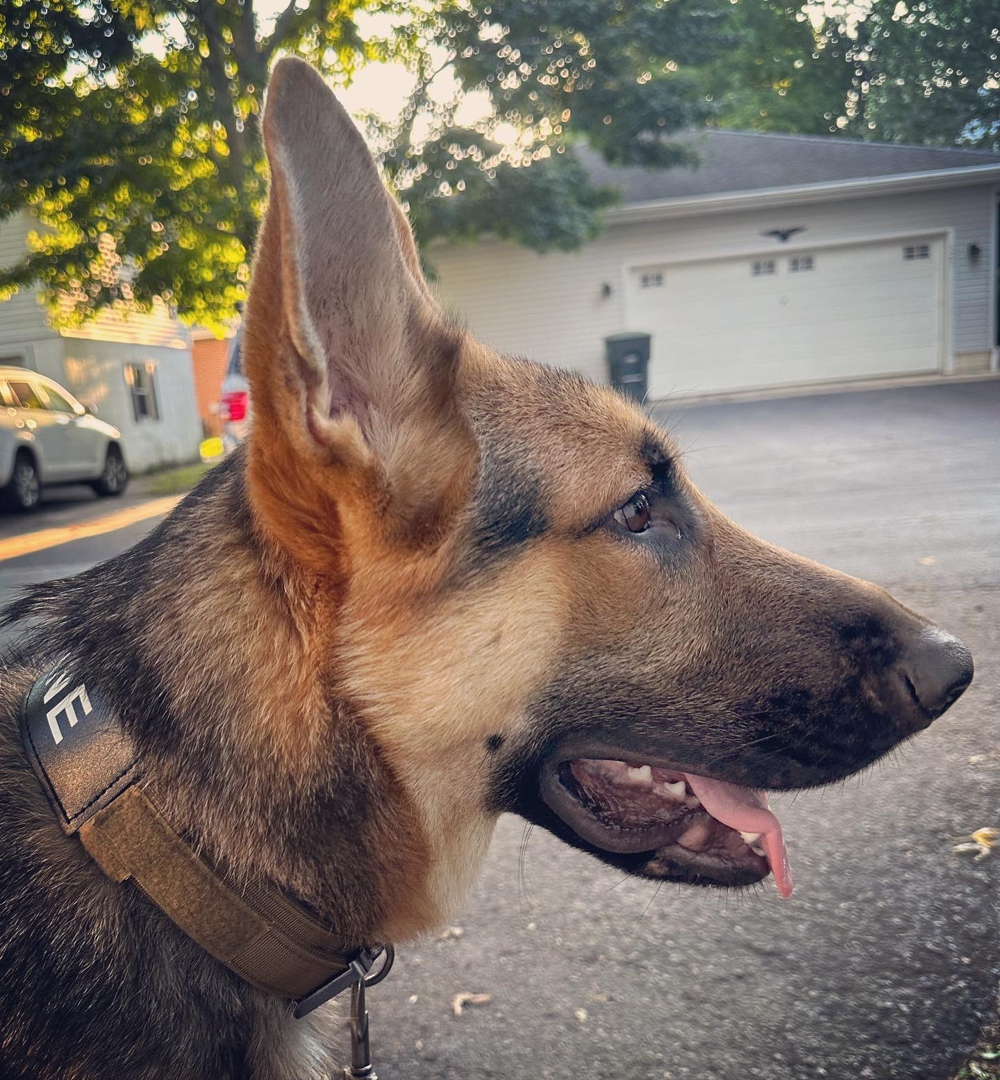 a picture of Kane a dog that needs a foster home.