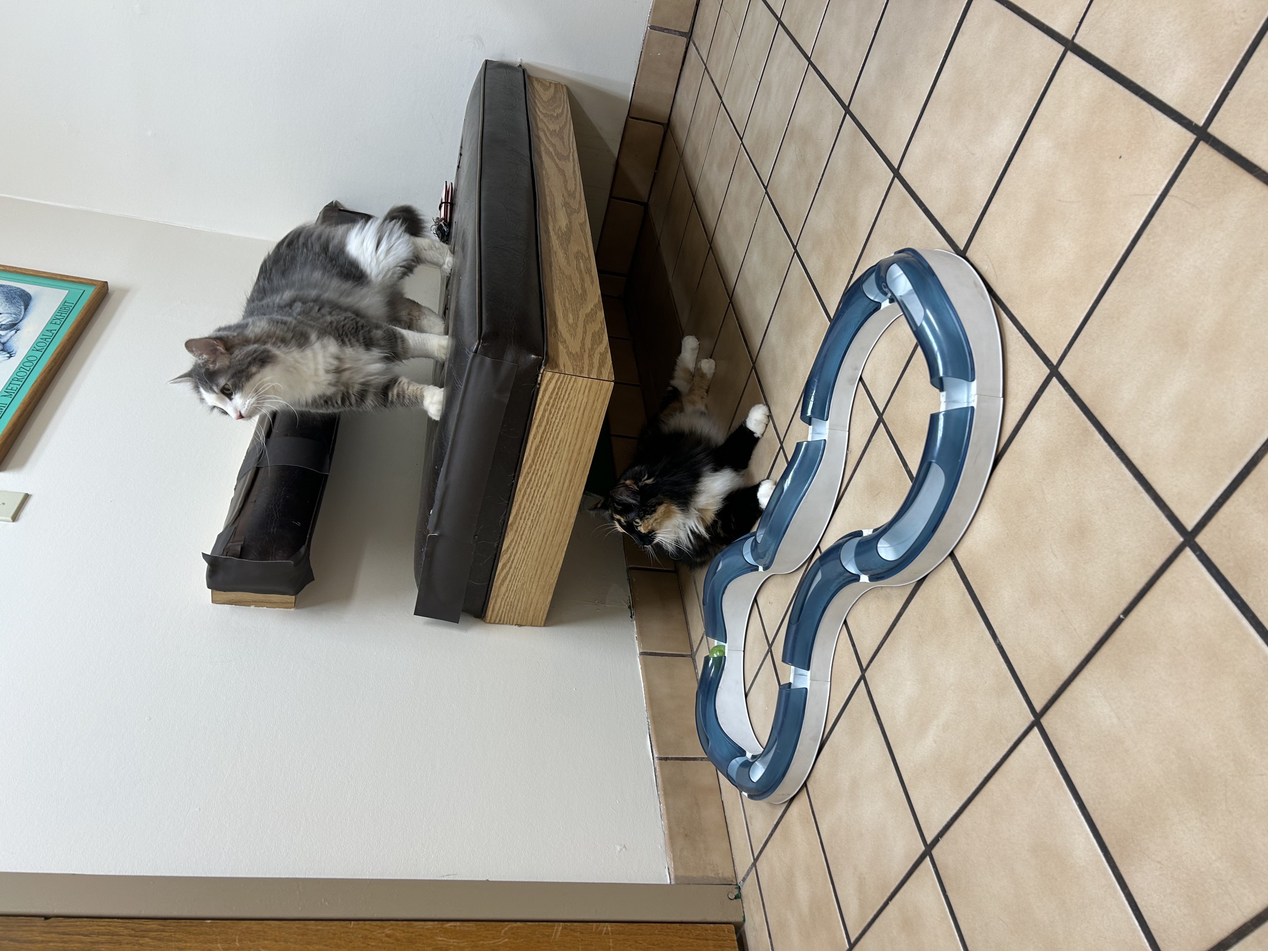 a picture of Zara and Peter Parker a cat that needs a foster home.