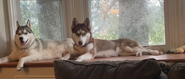 a picture of Mila a dog that needs a foster home.