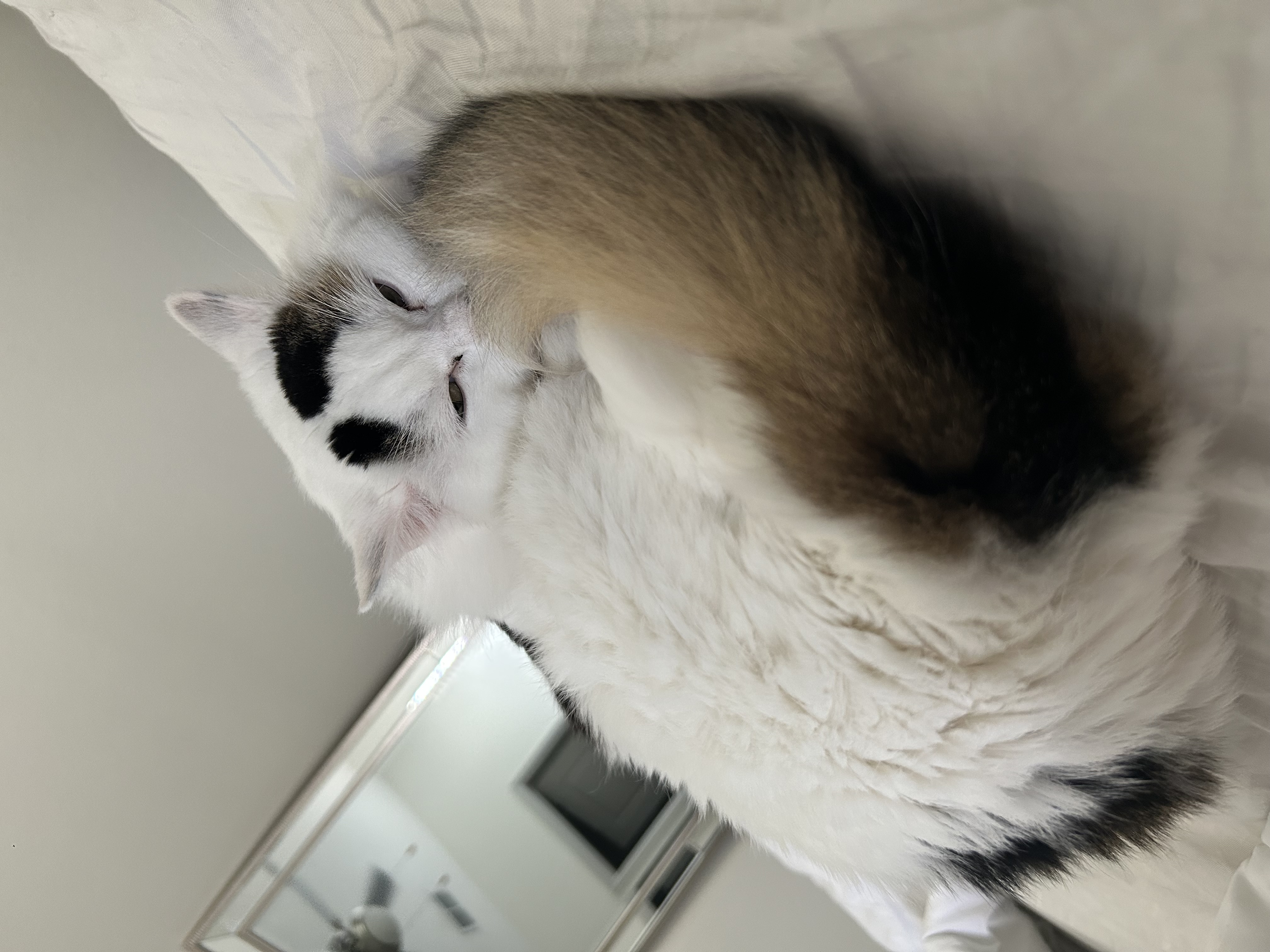 a picture of Snow a cat that needs a foster home.