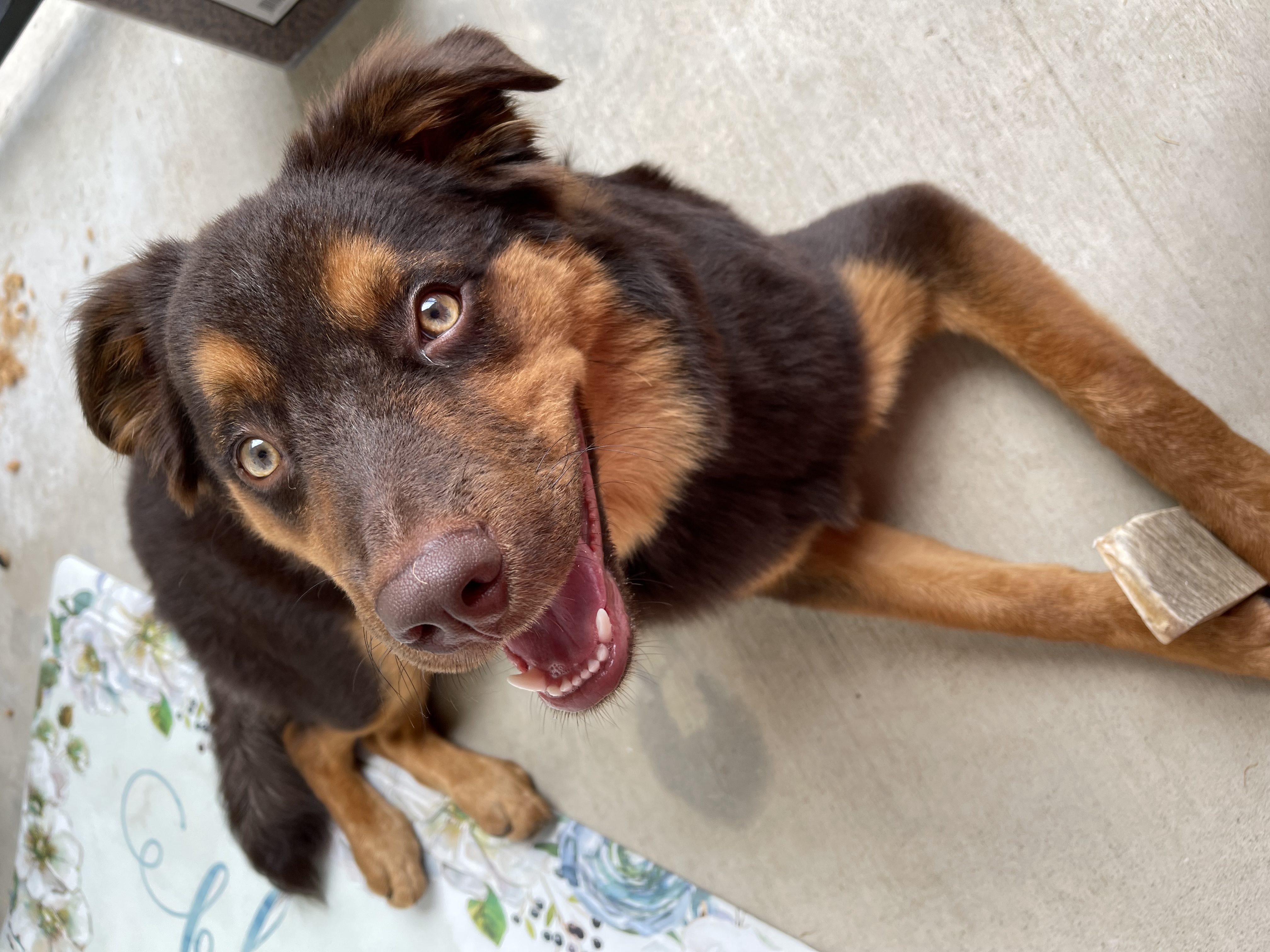 a picture of Spark a dog that needs a foster home.
