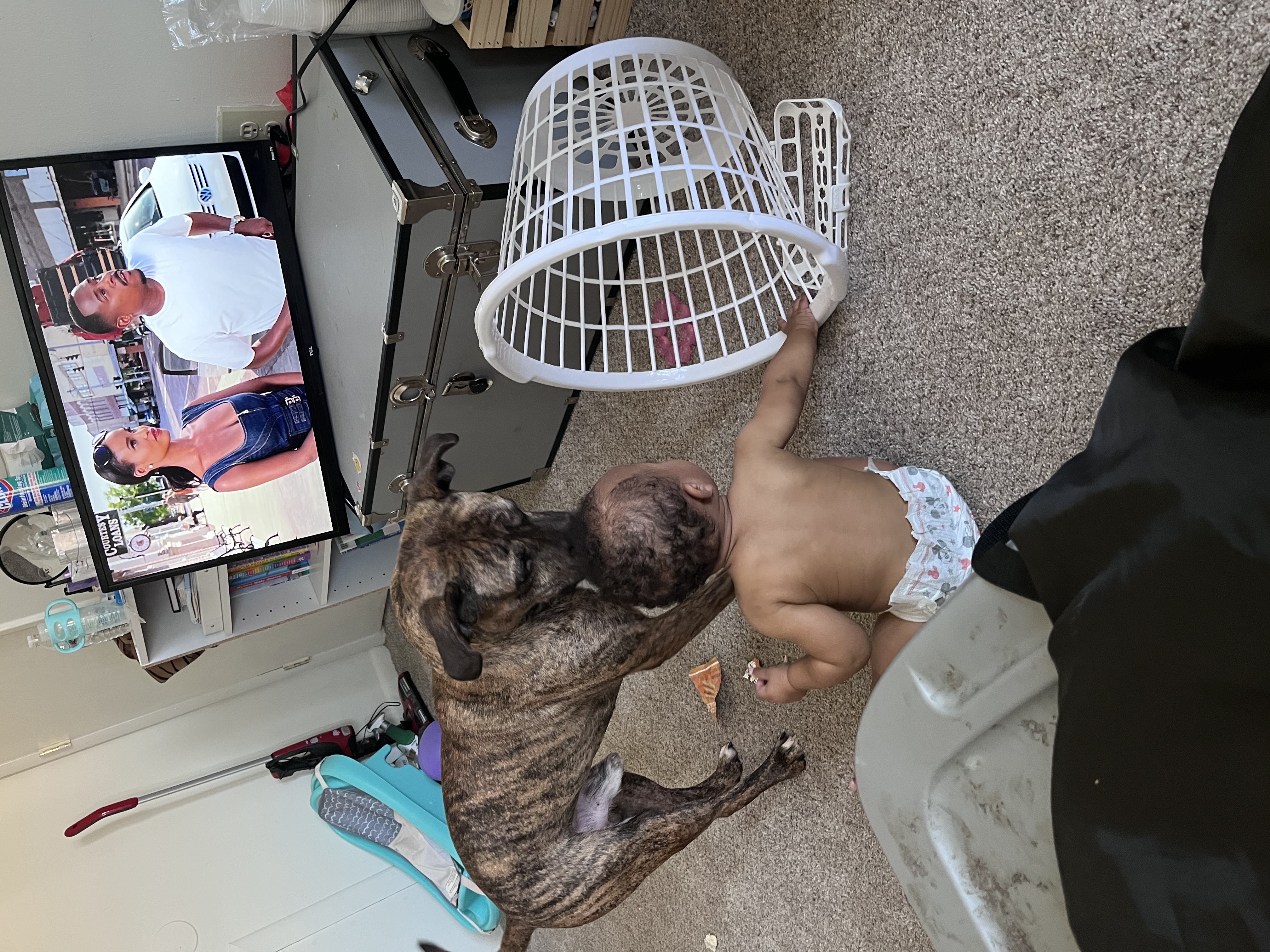 a picture of Caine a dog that needs a foster home.