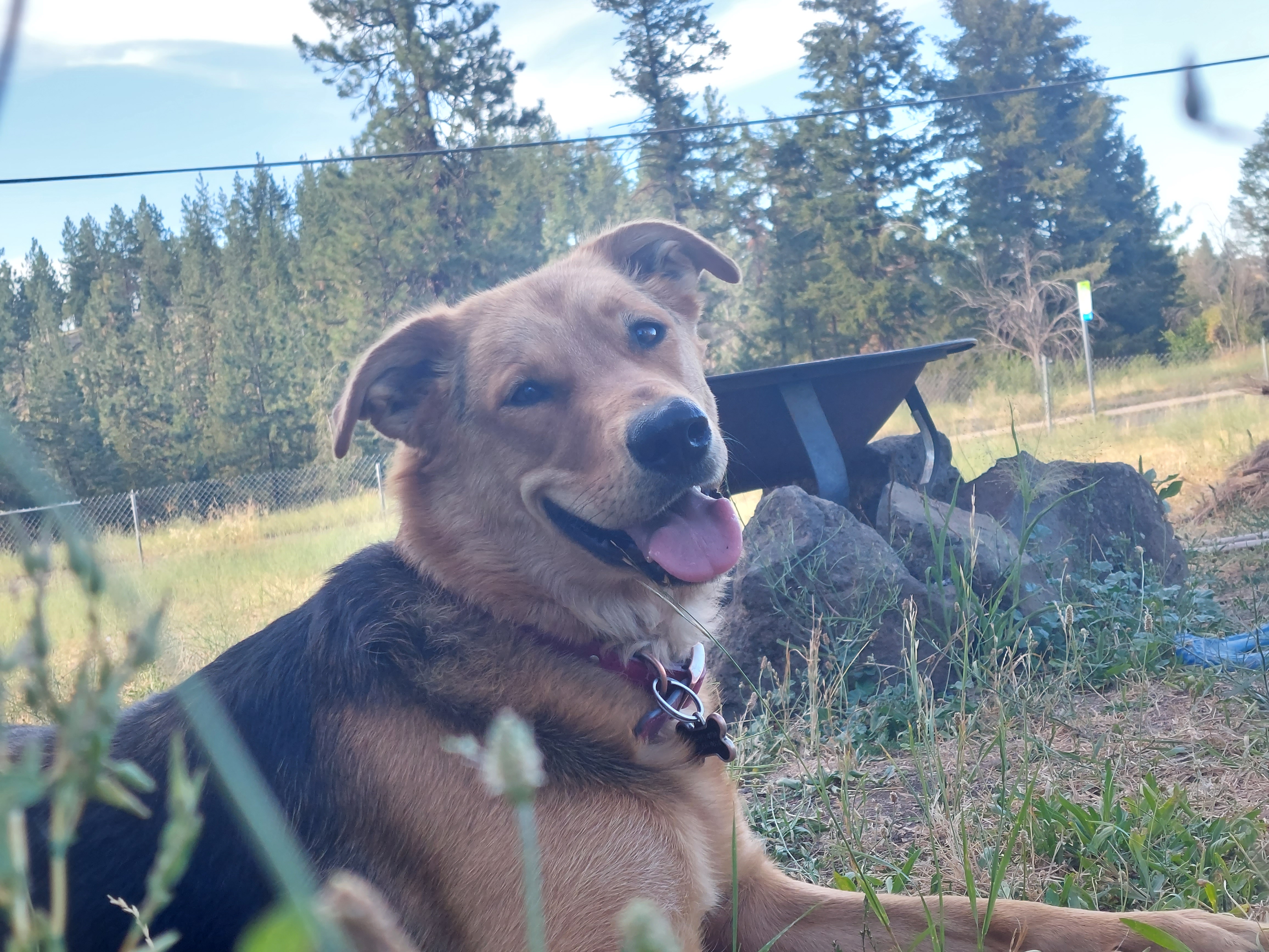 a picture of Nezuko a dog that needs a foster home.