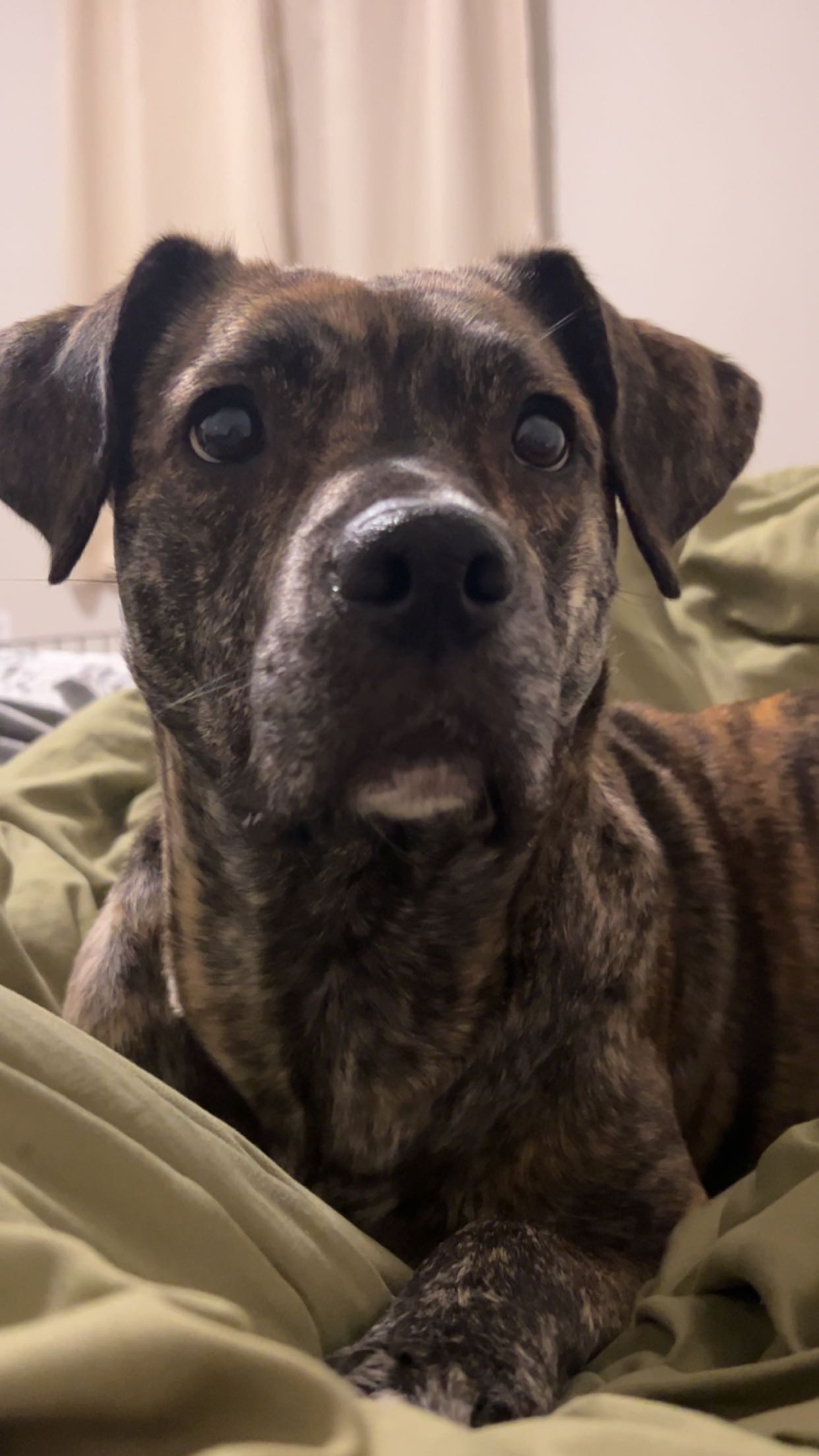 a picture of Dice a dog that needs a foster home.